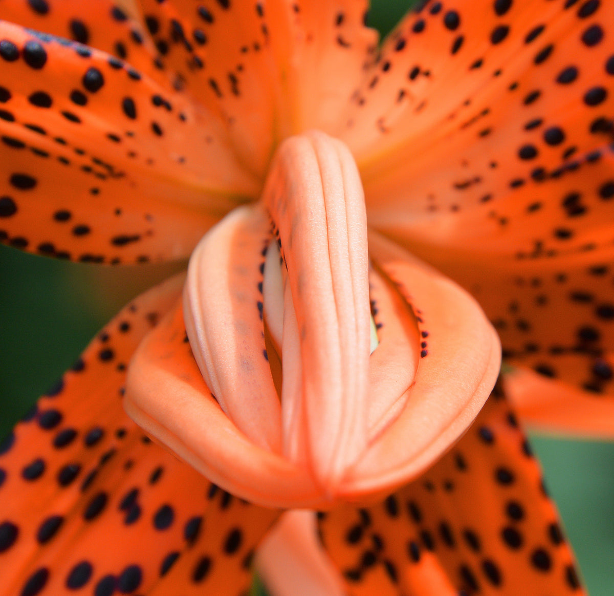 10 LEOPARD LILY California Tiger Lily Panther Lilium Pardalinum Yellow Orange Red Spotted Native Flower Seeds