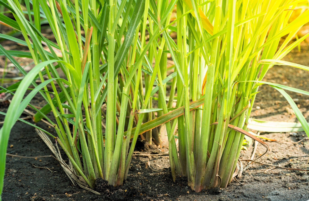 100 LEMONGRASS East Indian Lemon Grass Fragrant Ornamental Edible Cymbopogon Flexuosus Seeds