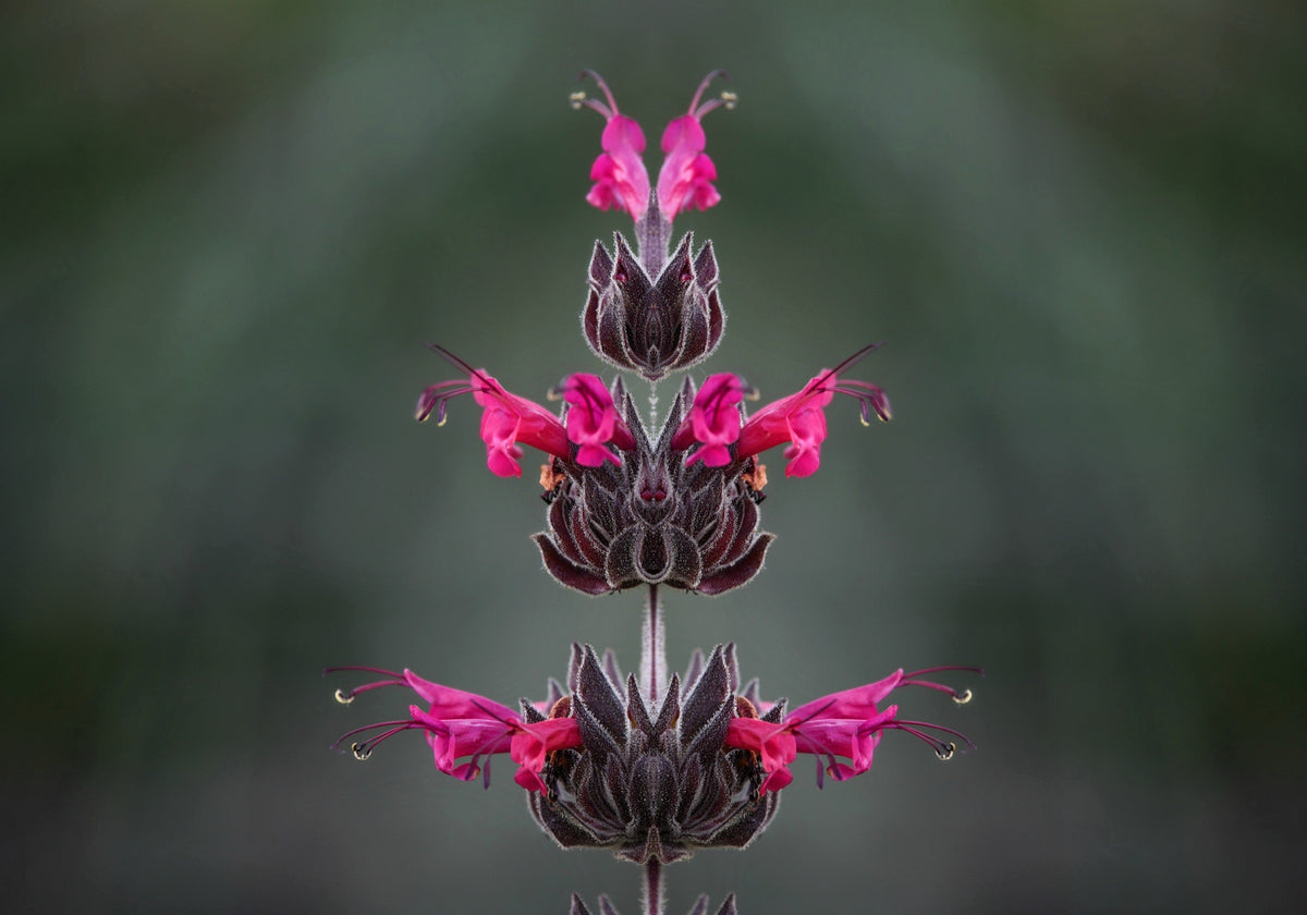 10 Organic California HUMMINGBIRD SAGE Salvia Spathacea Magenta Red Flower Herb Seeds