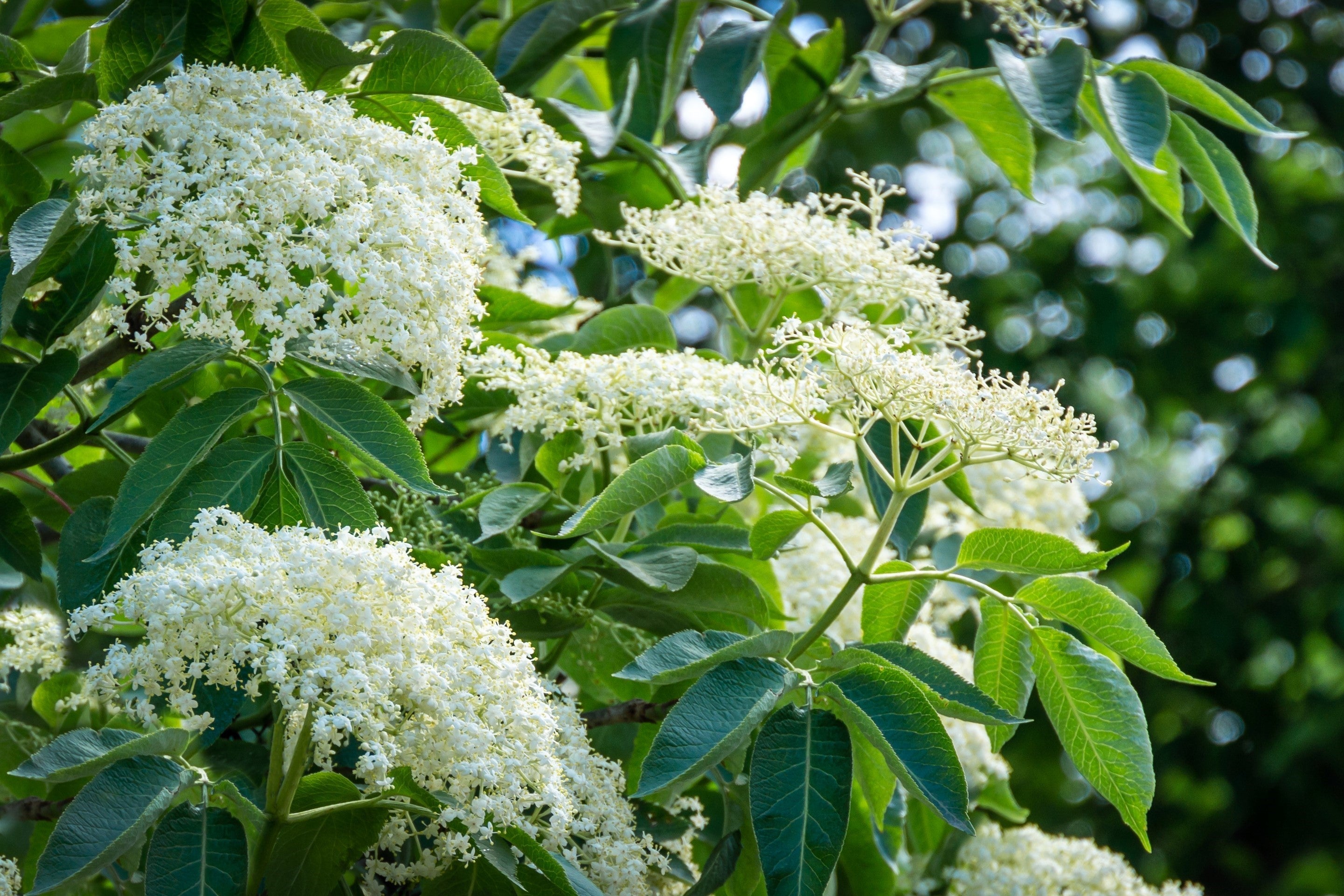 500 BULK American ELDERBERRY Fruit Bush Shrub Tree Sambucus Nigra Canadensis Seeds