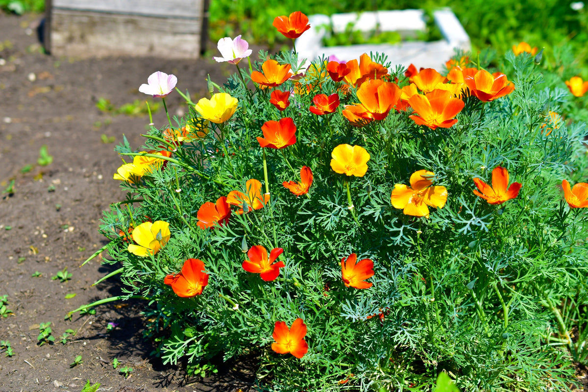 1500 MIKADO POPPY Red Orange California Poppy Flower Eschscholzia Californica Seeds