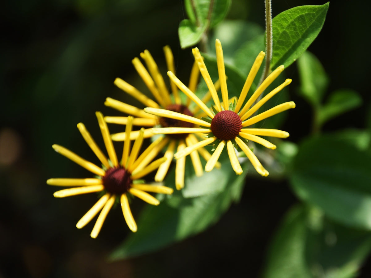 300 SWEET CONEFLOWER Rudbeckia Subtomentosa Yellow Black Eyed Susan Flower Seeds
