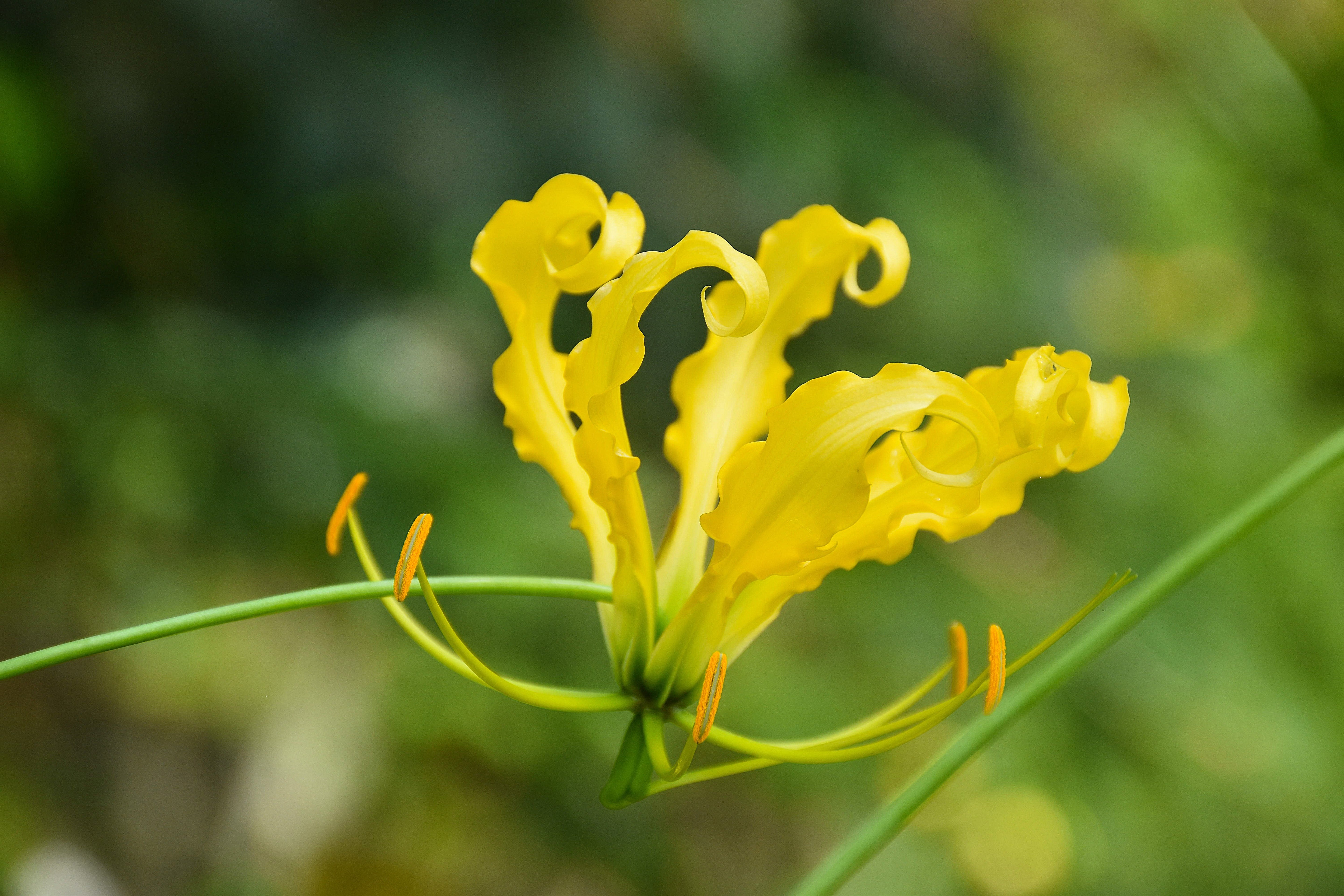 10 YELLOW GLORIOSA LILY Flame Lily Gloriosa Lutea Flower Vine Seeds