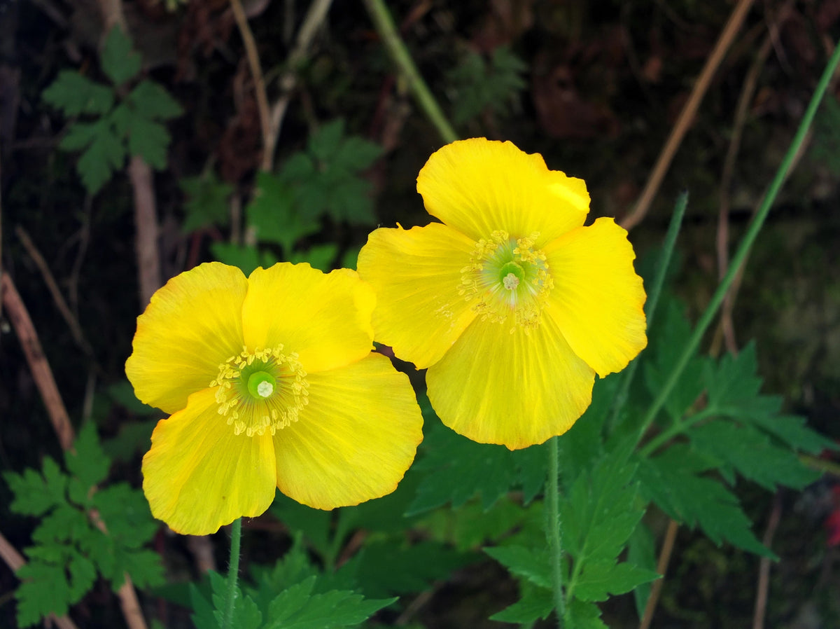 20 Yellow WELSH POPPY Meconopsis Papaver Cambricum Perennial Shade Flower Seeds