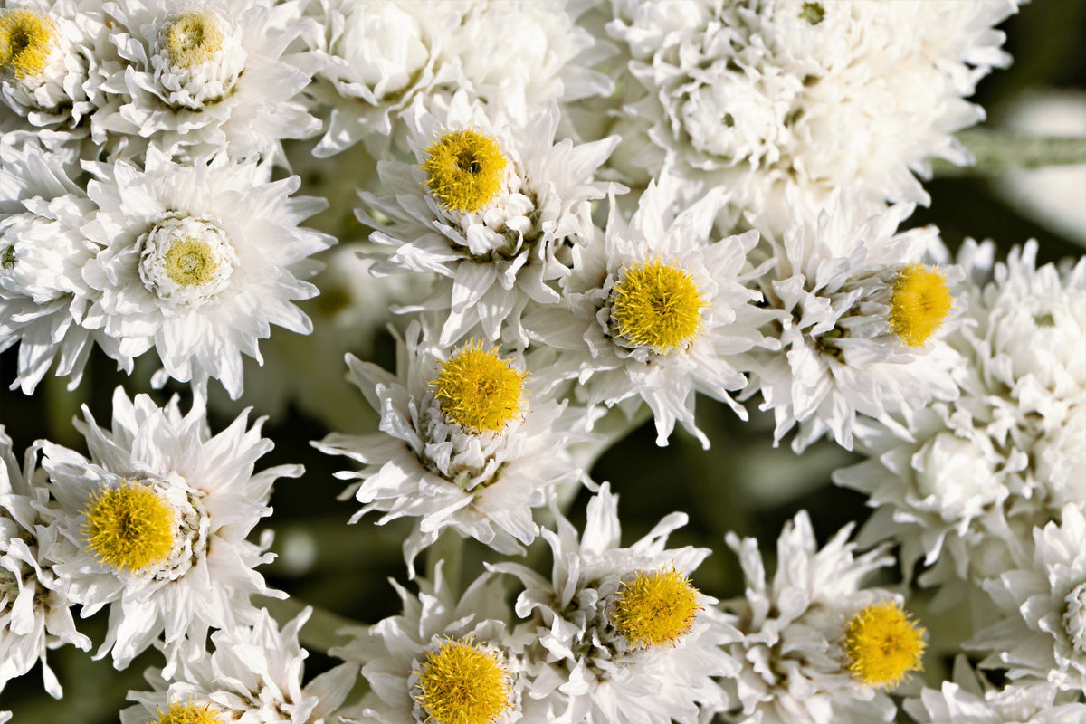 100 PEARLY EVERLASTING Anaphalis Margaritacea Fragrant Butterfly Flower Seeds