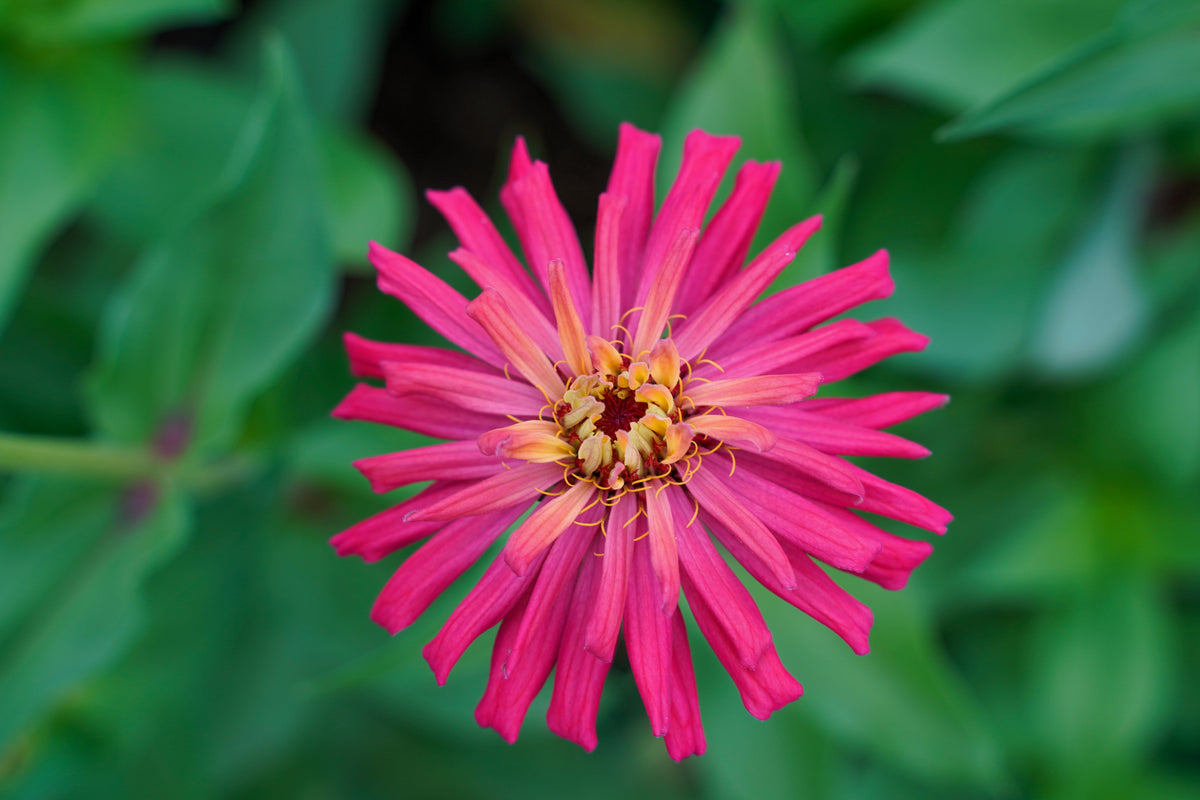300 Burpeeana Giant Mix CACTUS FLOWERED ZINNIA Elegans Flower Seeds