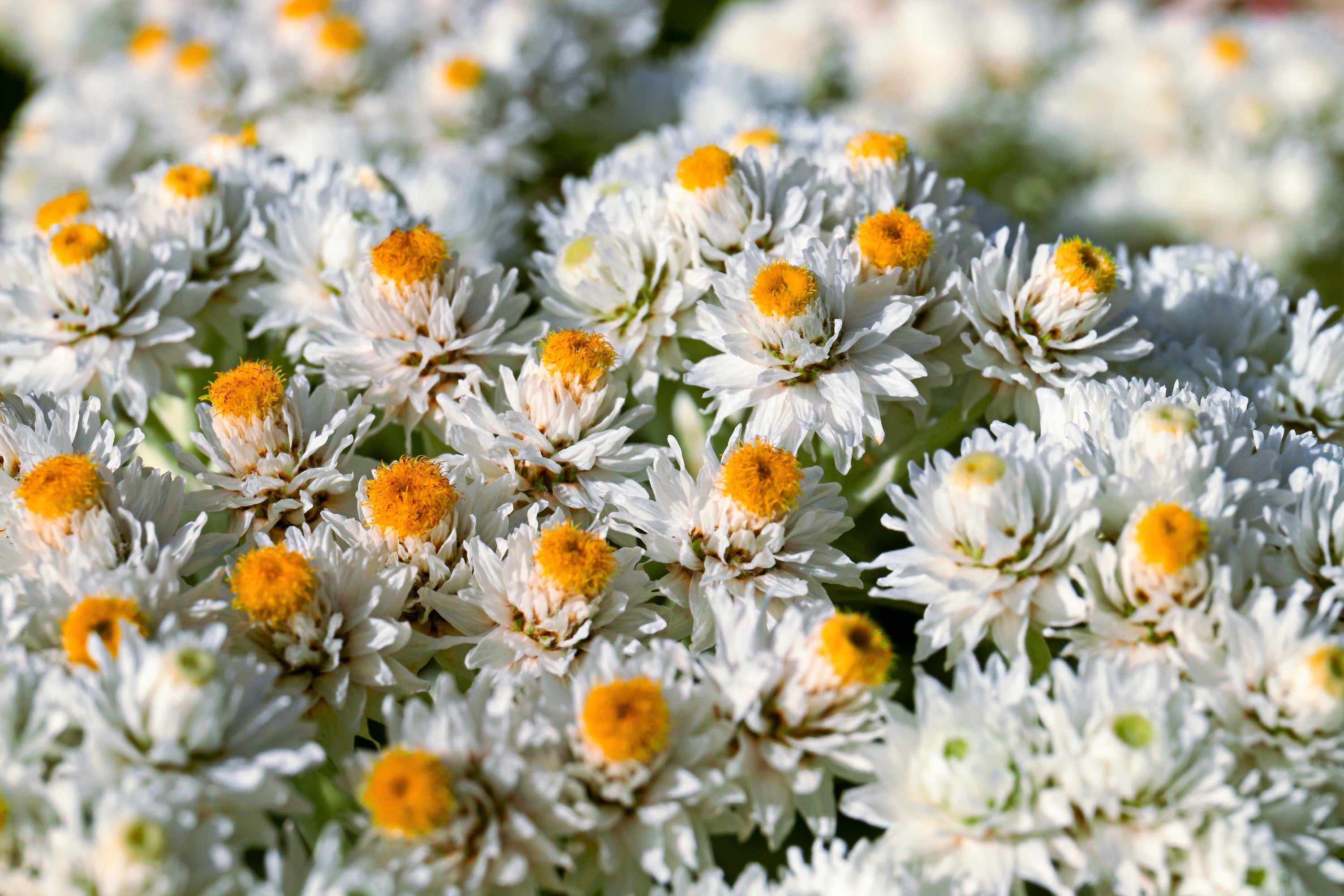 100 PEARLY EVERLASTING Anaphalis Margaritacea Fragrant Butterfly Flower Seeds