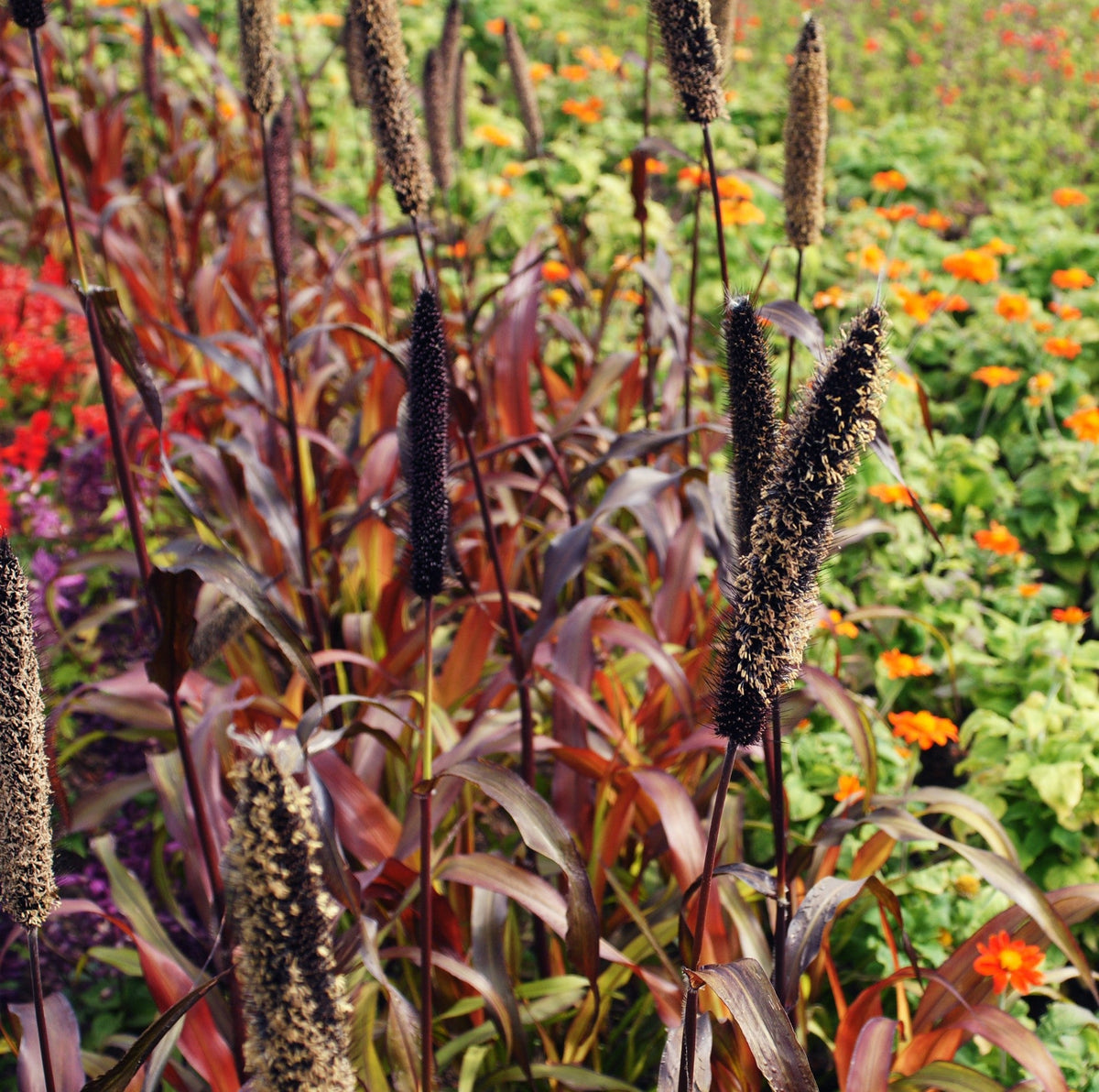 25 RED JEWEL MILLET Setaria Italica Ornamental Grass Flower Seeds