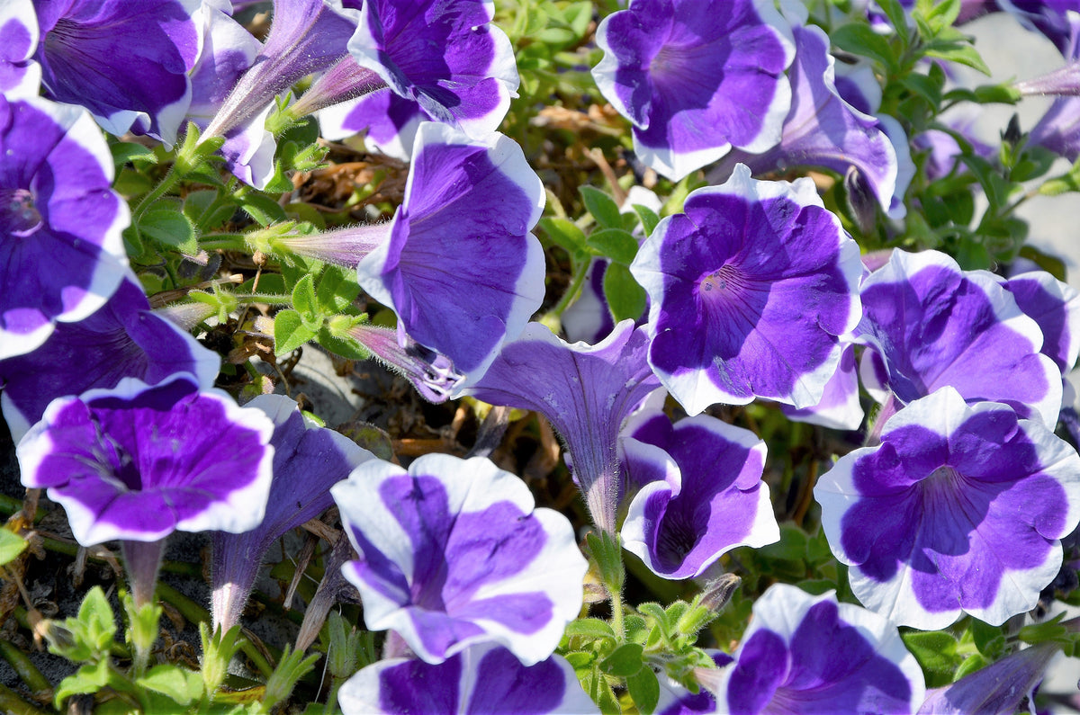 50 PICOTEE MIX PETUNIA Multiflora Mixed Colors Bicolor White Blue Purple Pink Red Flower Seeds
