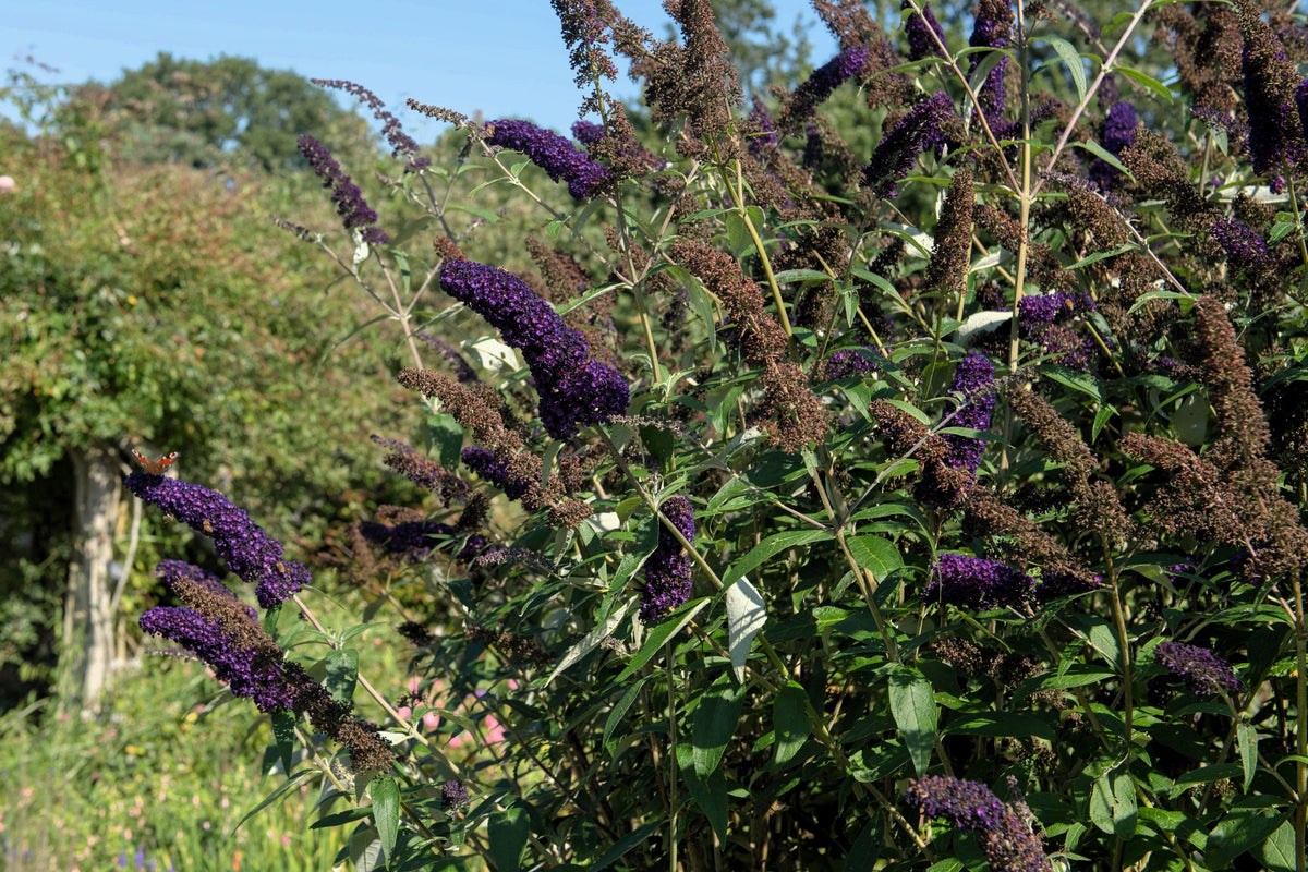 50 Dark PURPLE BUTTERFLY BUSH Buddleja Davidii Hummingbird Shrub Fragrant Flower Seeds