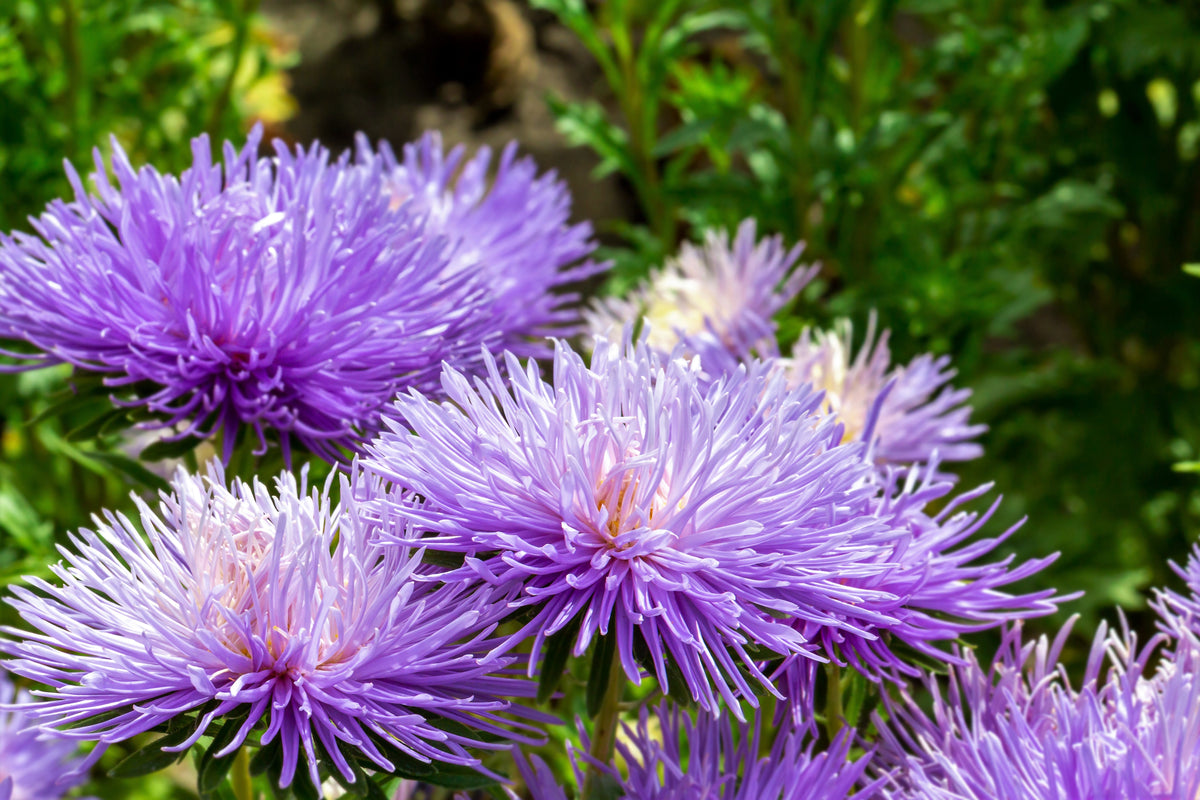 30 VIOLET Purple NEEDLE ASTER Callistephus Chinensis Unicom Flower Seeds