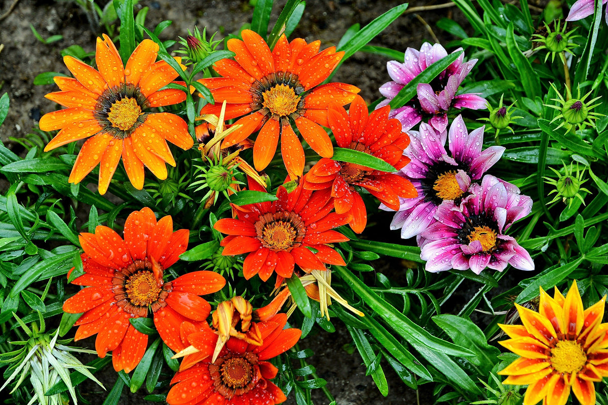 30 Mixed Colors GAZANIA Rigens Treasure Flower Seeds
