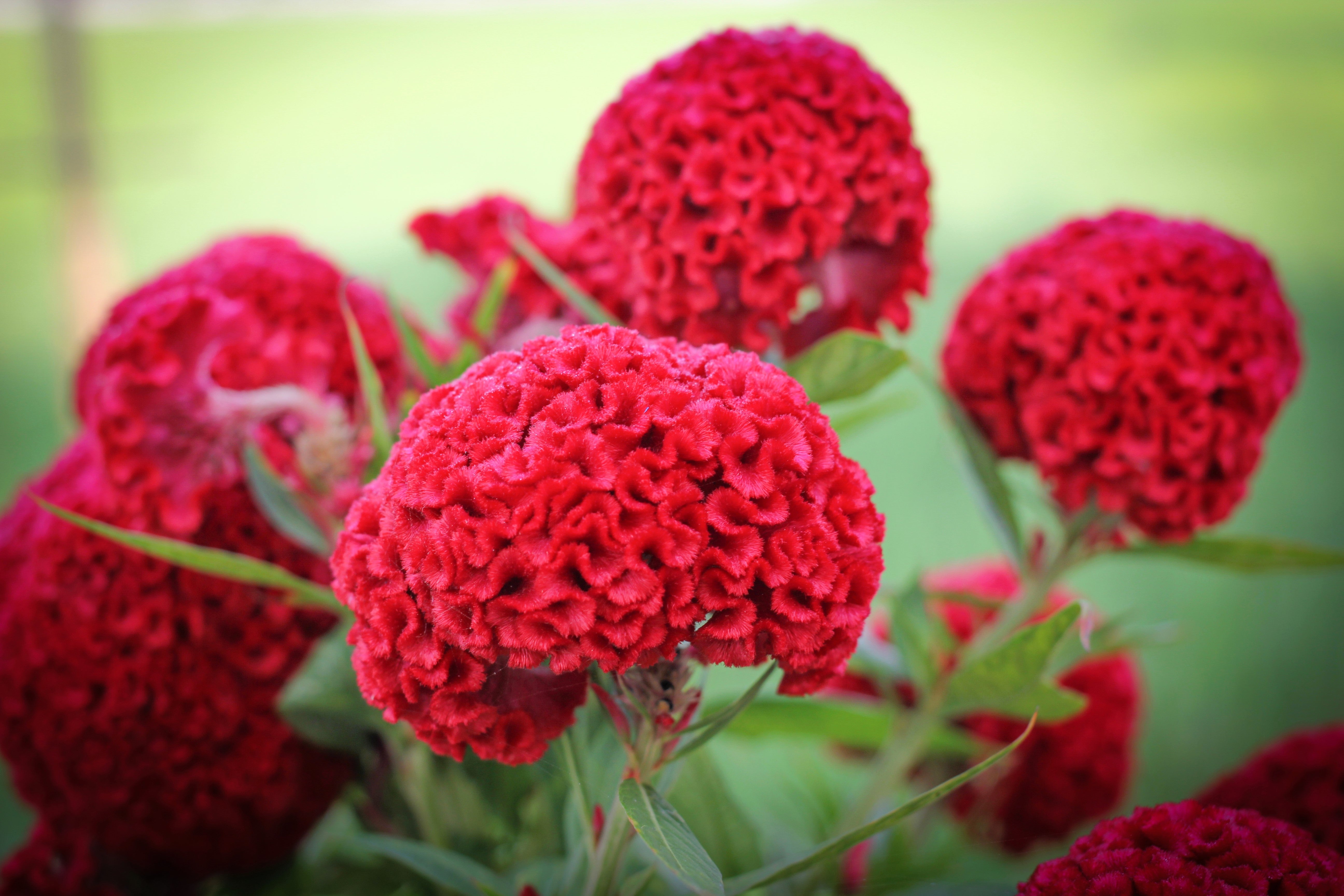 100 CORAL GARDENS Mix CELOSIA Cockscomb Celosia Argentea Cristata Flower Seeds