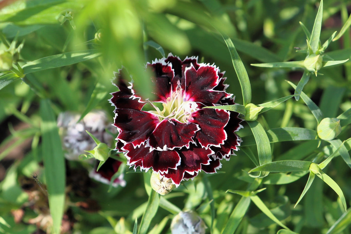 50 VELVET N LACE DIANTHUS Chinensis Black & White Flower Seeds