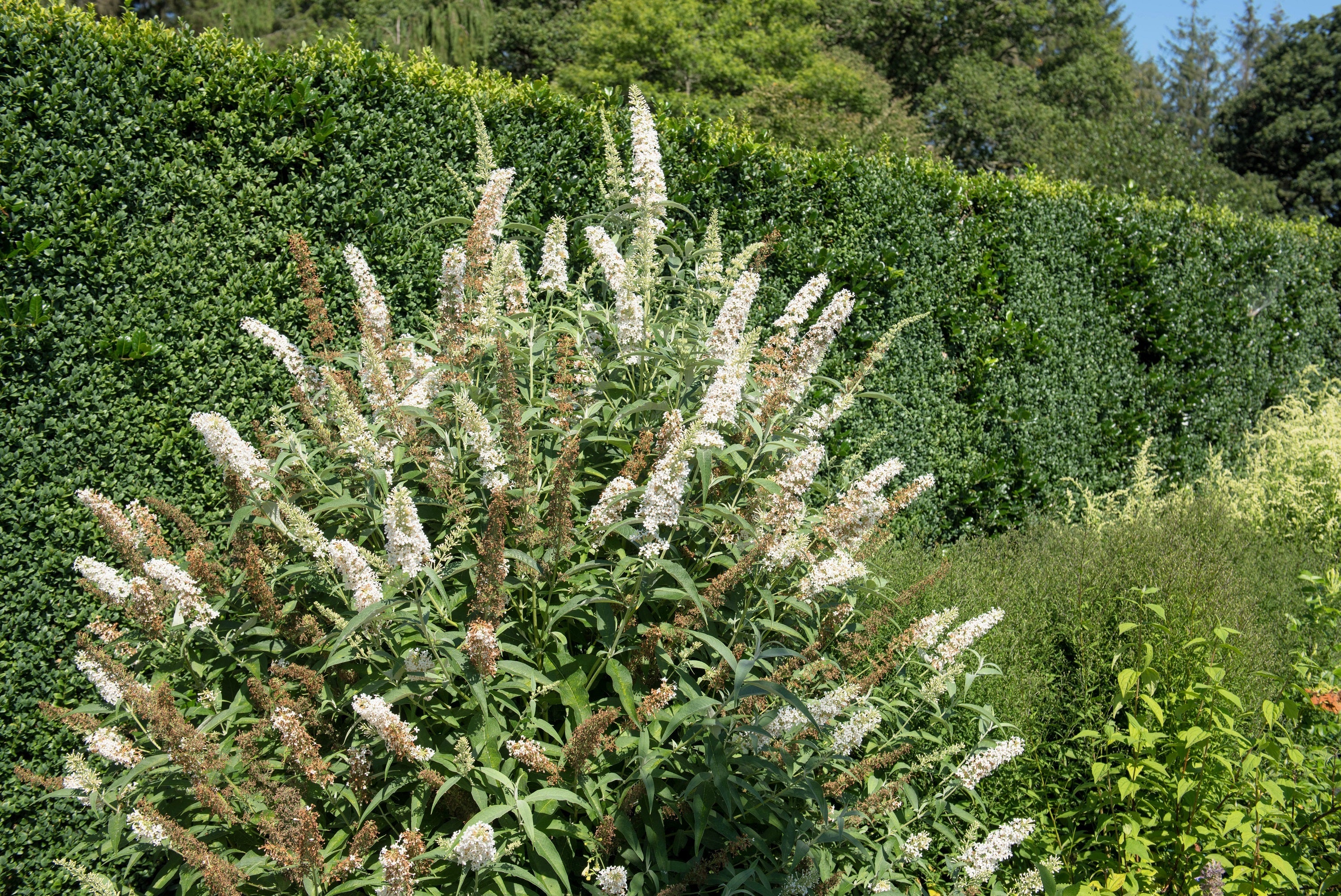 50 WHITE BUTTERFLY BUSH Buddleja Davidii Flower Seeds