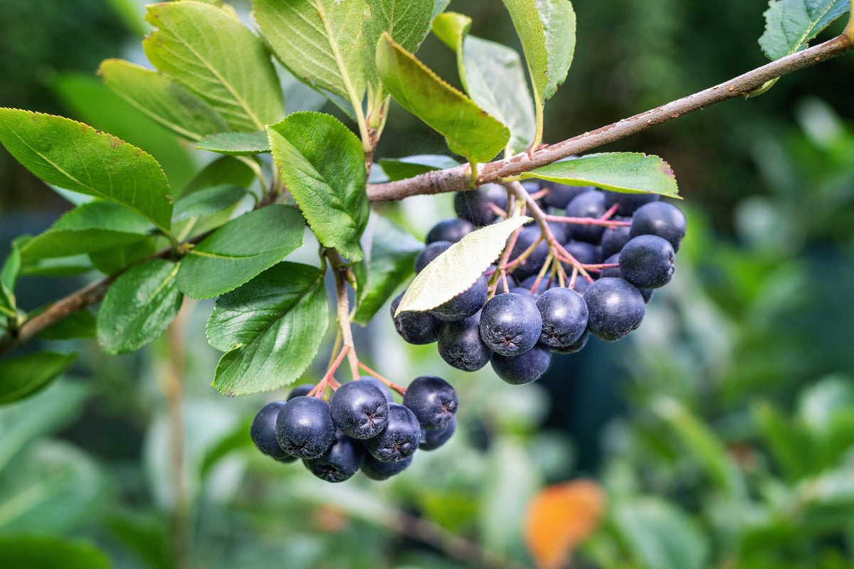 50 BLACK CHOKEBERRY Aronia Melanocarpa White Flower Fruit Shrub Seeds