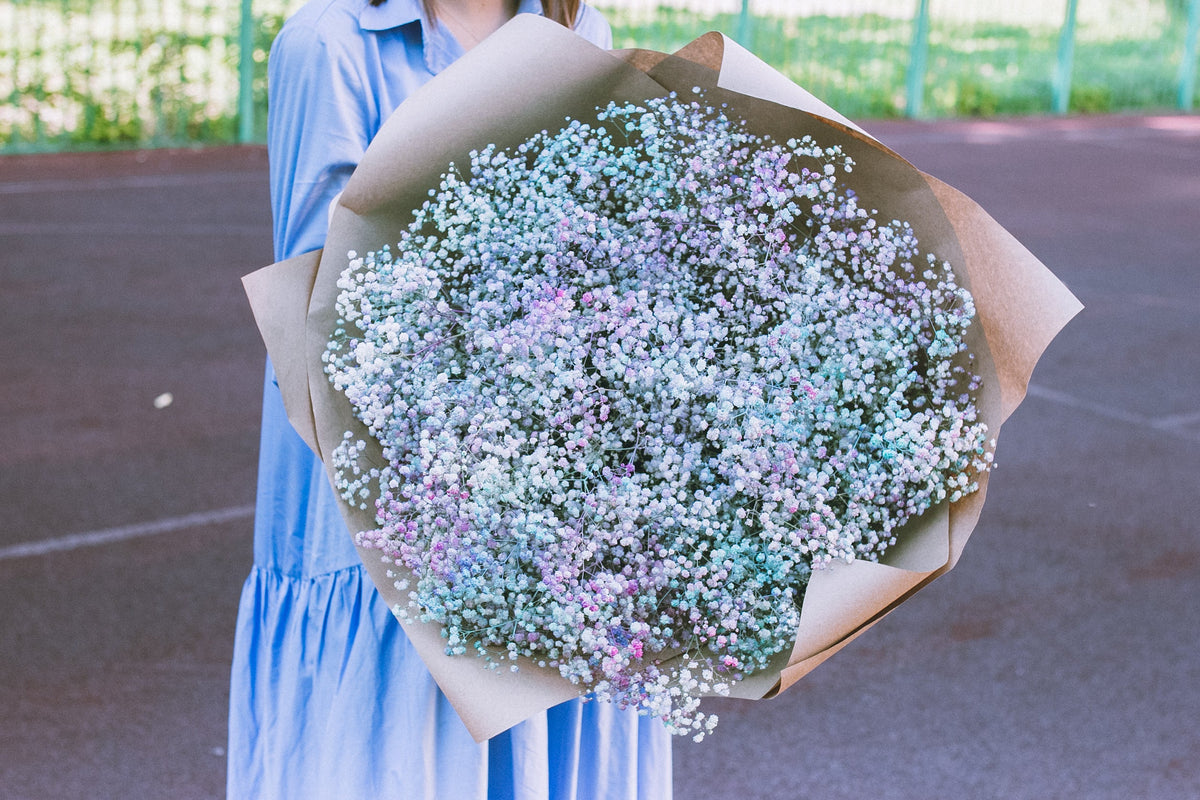 1000 White BABY'S BREATH 'Covent Garden' Gypsophila Elegans Flower Seeds