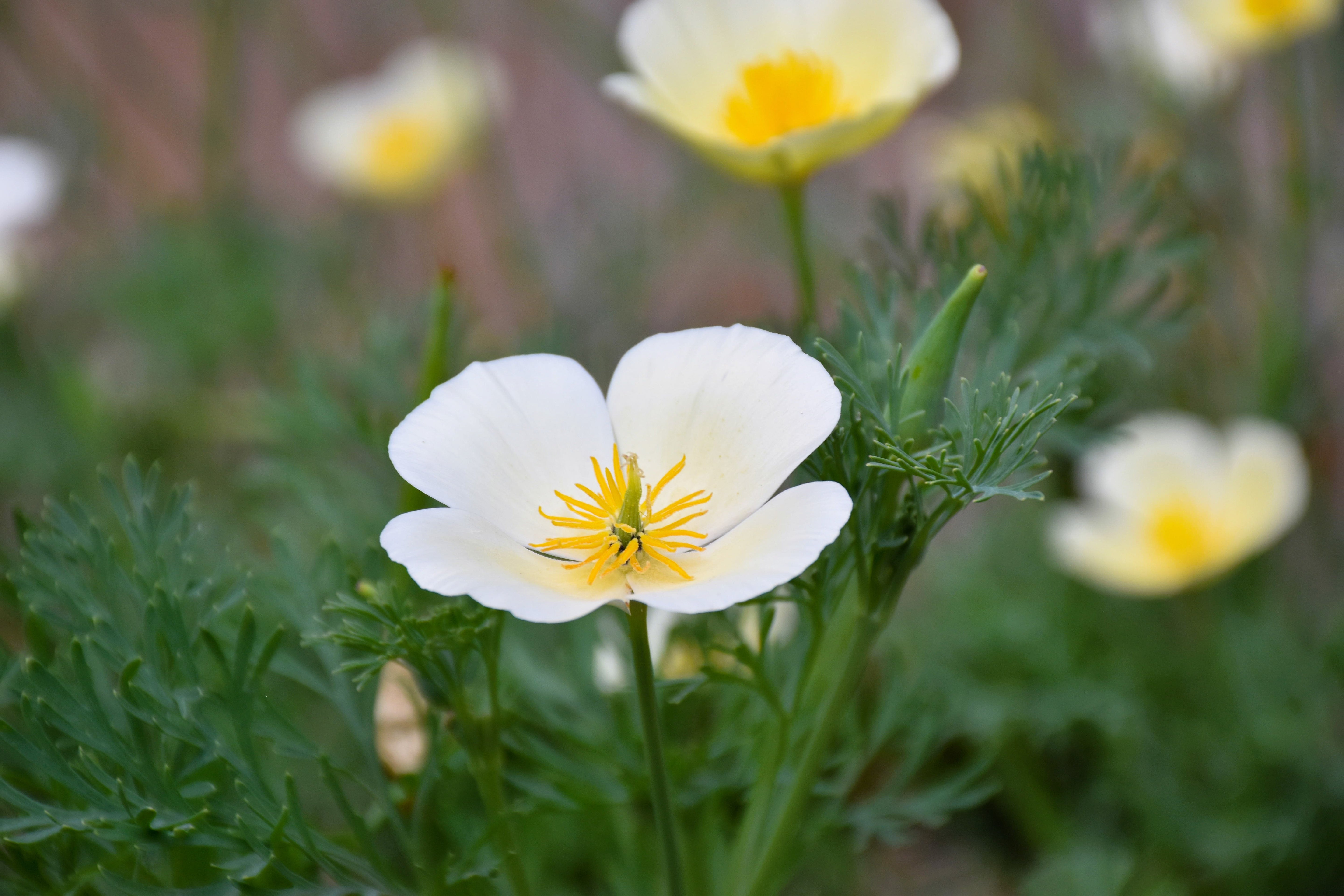 1000 WHITE CALIFORNIA POPPY Eschscholzia Californica Flower Seeds