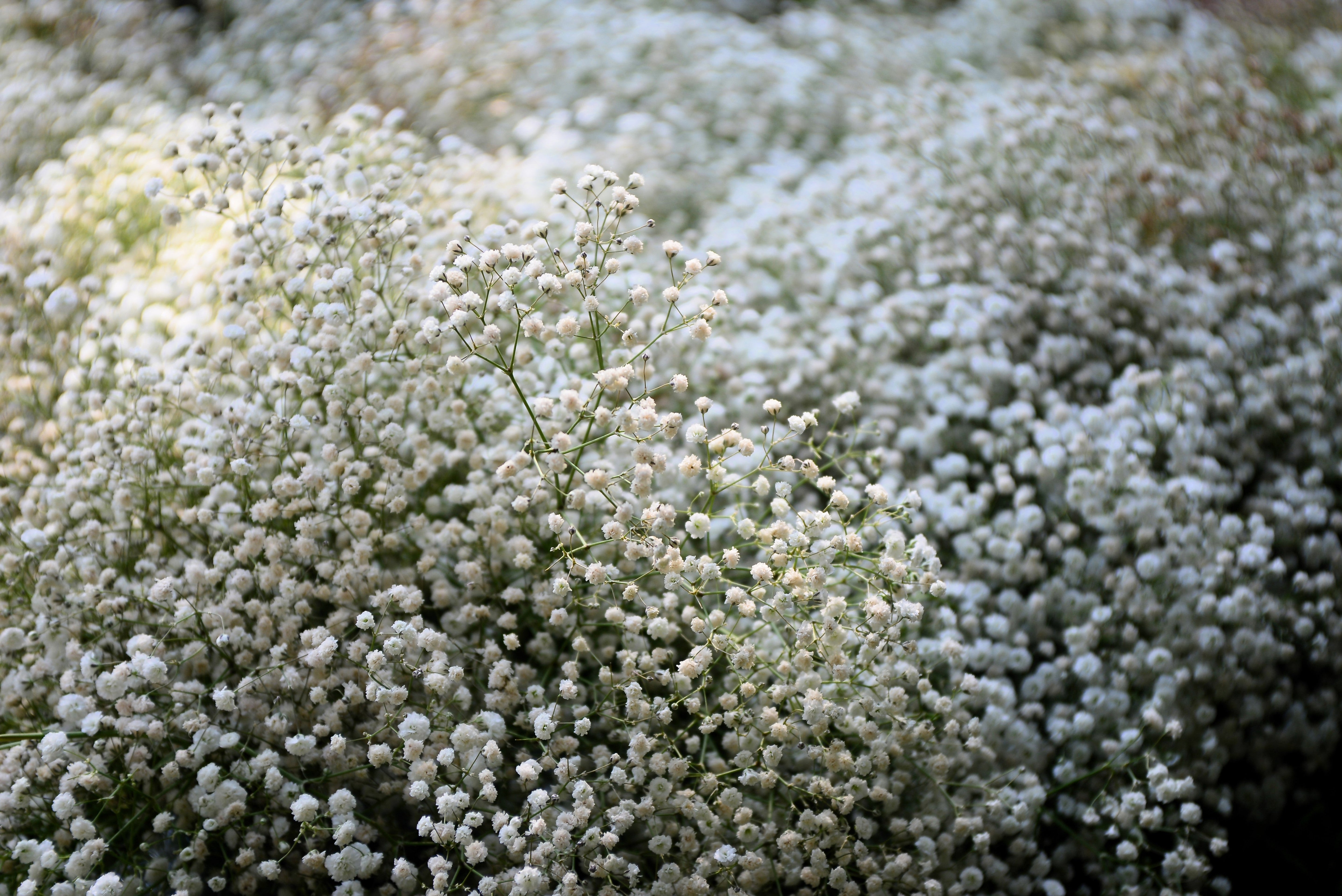 1000 White BABY'S BREATH 'Covent Garden' Gypsophila Elegans Flower Seeds