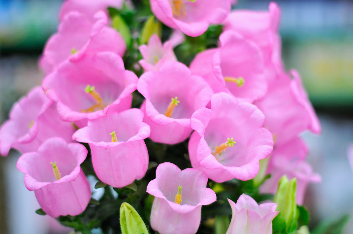 200 Rose Pink CANTERBURY BELLS - CAMPANULA Medium Flower Seeds