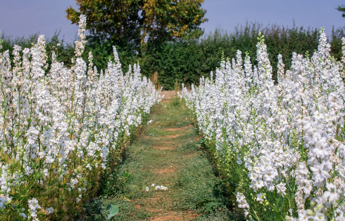 150 WHITE KING LARKSPUR Delphinium Consolida Giant Imperial Flower Seeds
