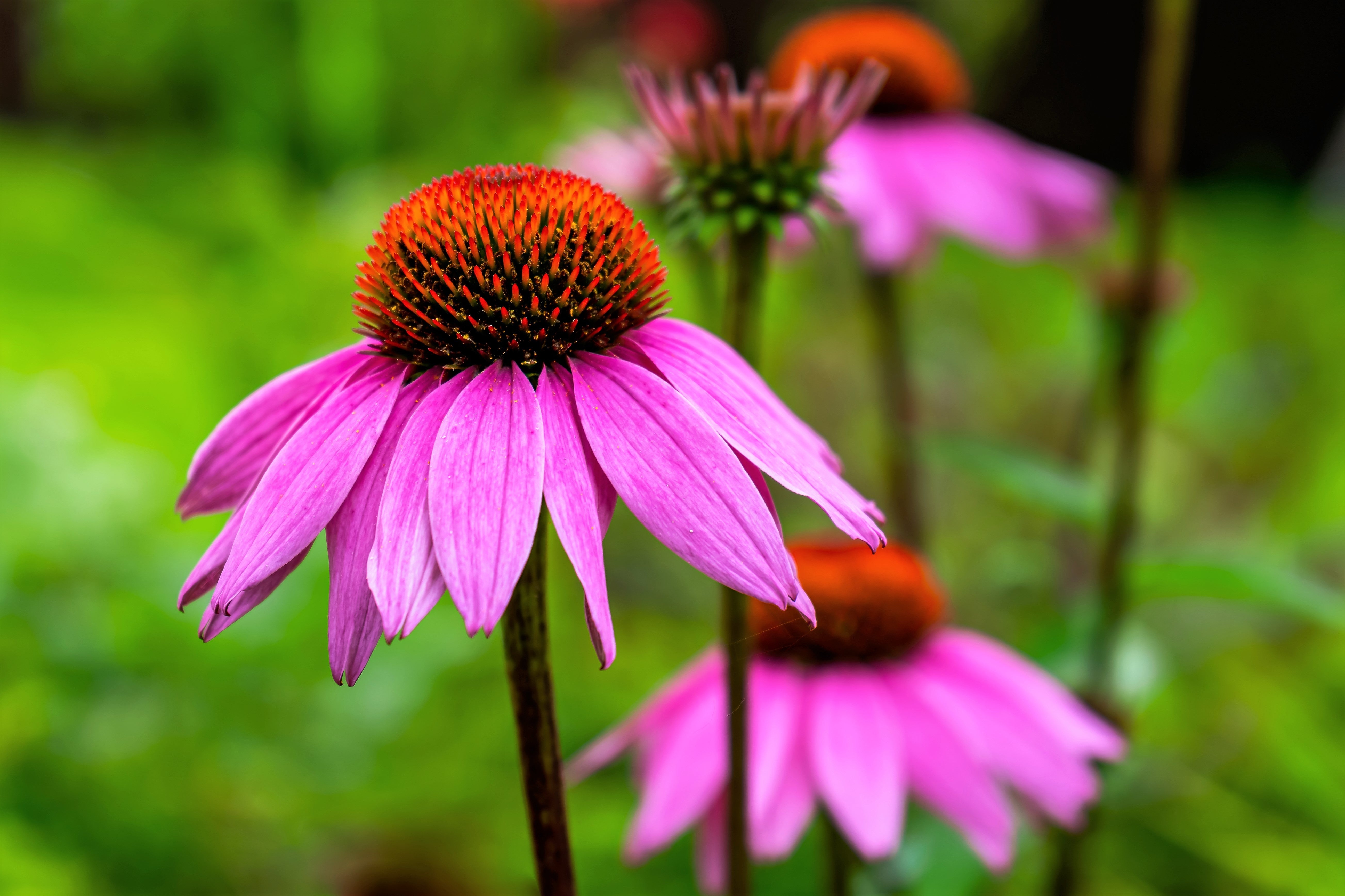 1000 PURPLE CONEFLOWER Echinacea Purpurea Heirloom Flower Herb Seeds