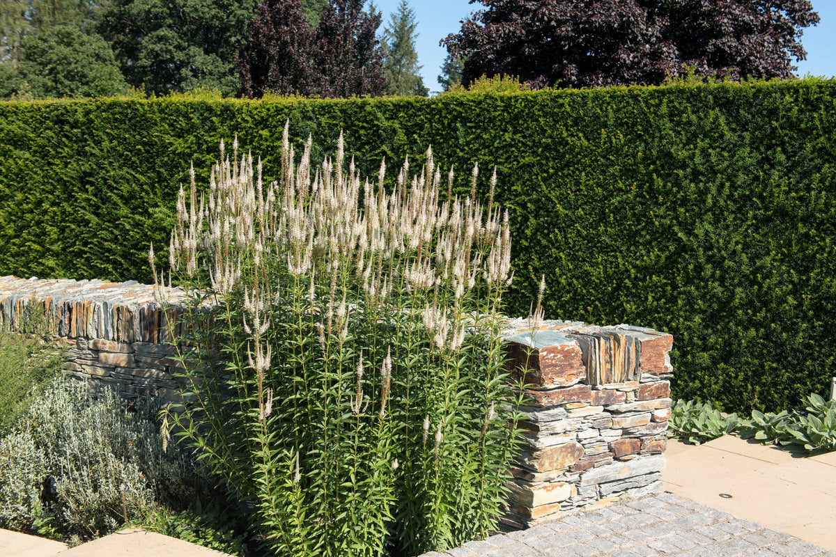1000 CULVERS ROOT (Black Root) Veronicastrum Virginicum Flower Seeds