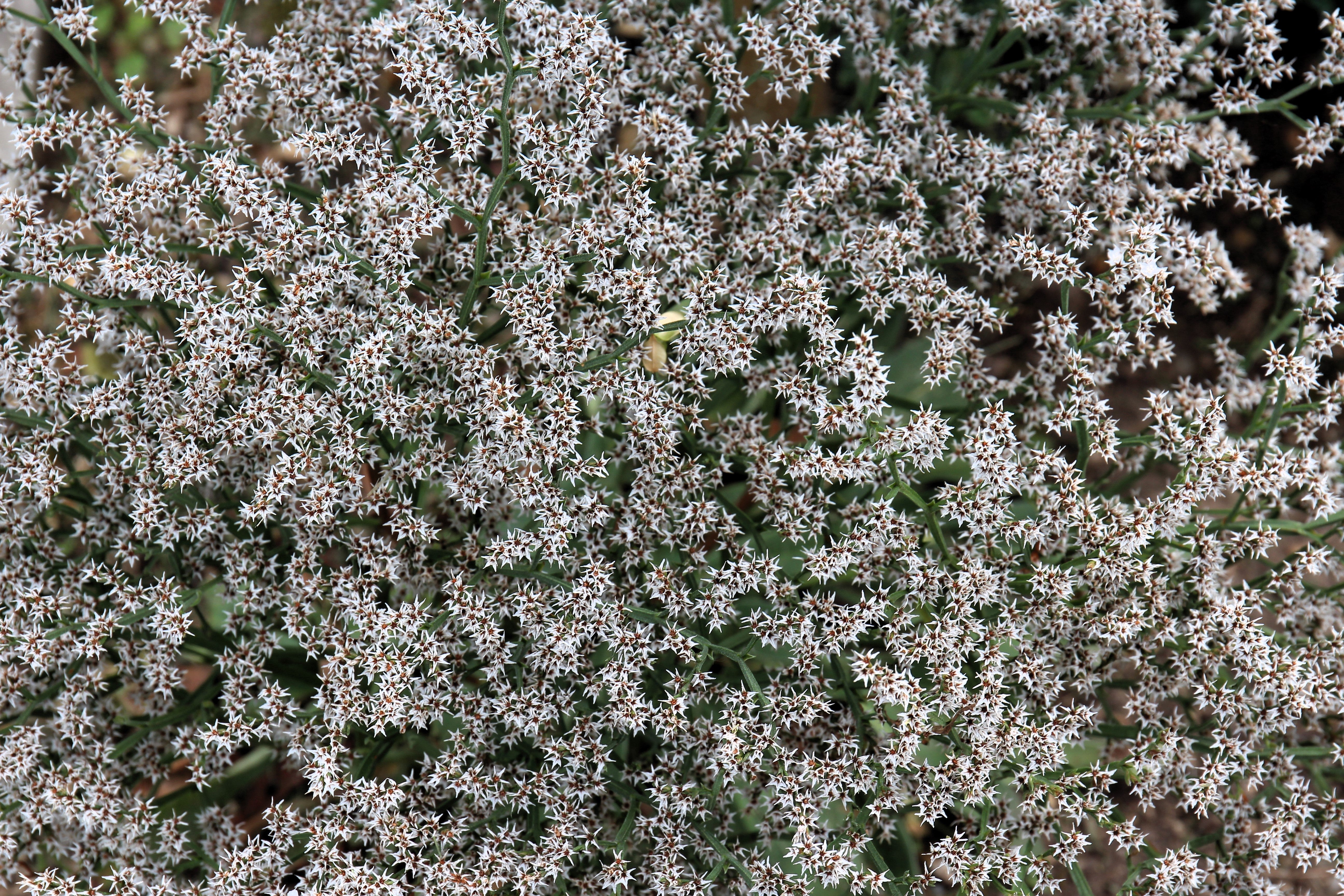 30 GERMAN STATICE White Sea Lavender Goniolimon Tataricum Limonium Flower Seeds