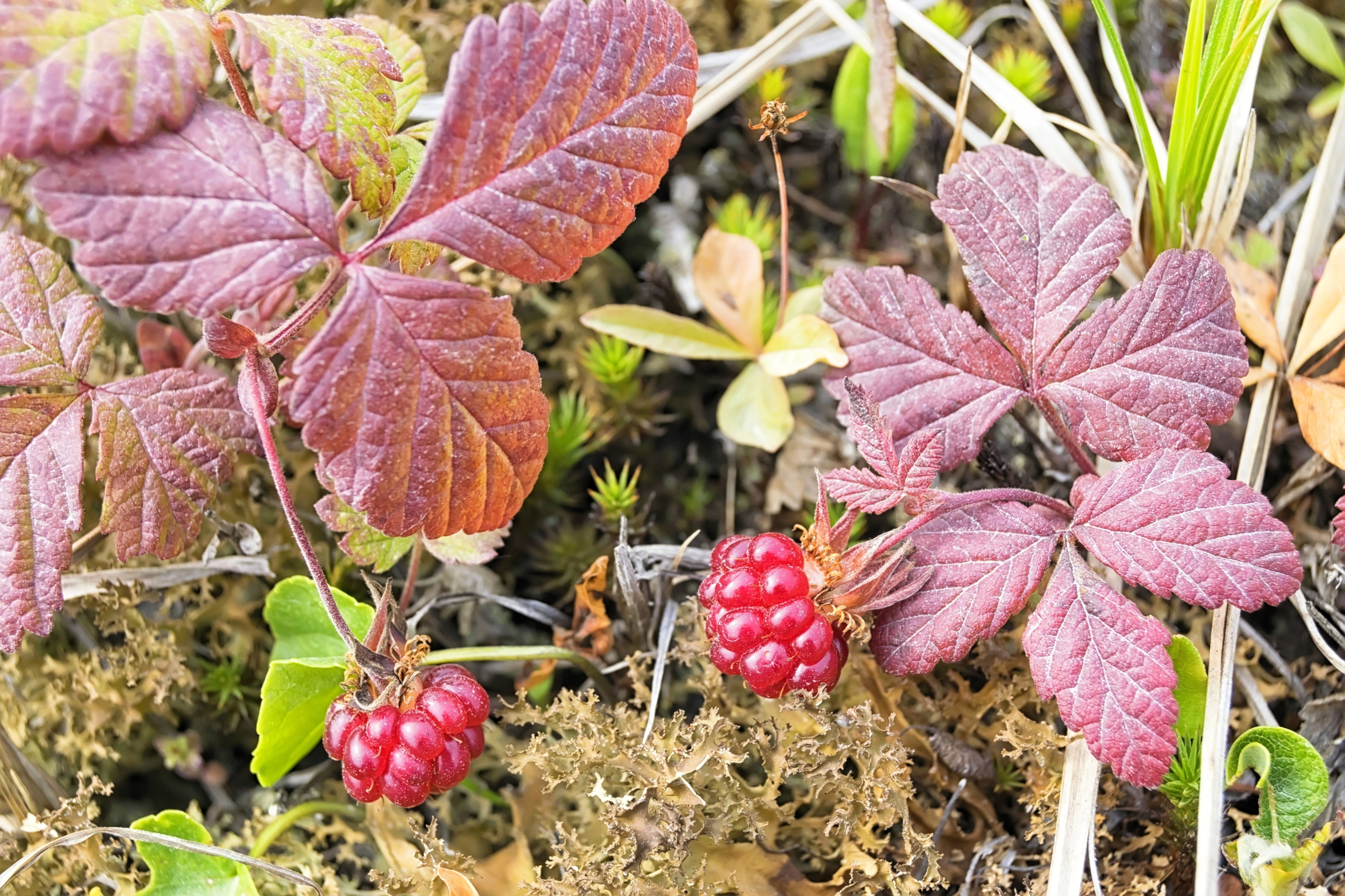 10 ARCTIC RASPBERRY Nagoonberry Rubus Arcticus Red Berry Fruit Bramble Seeds