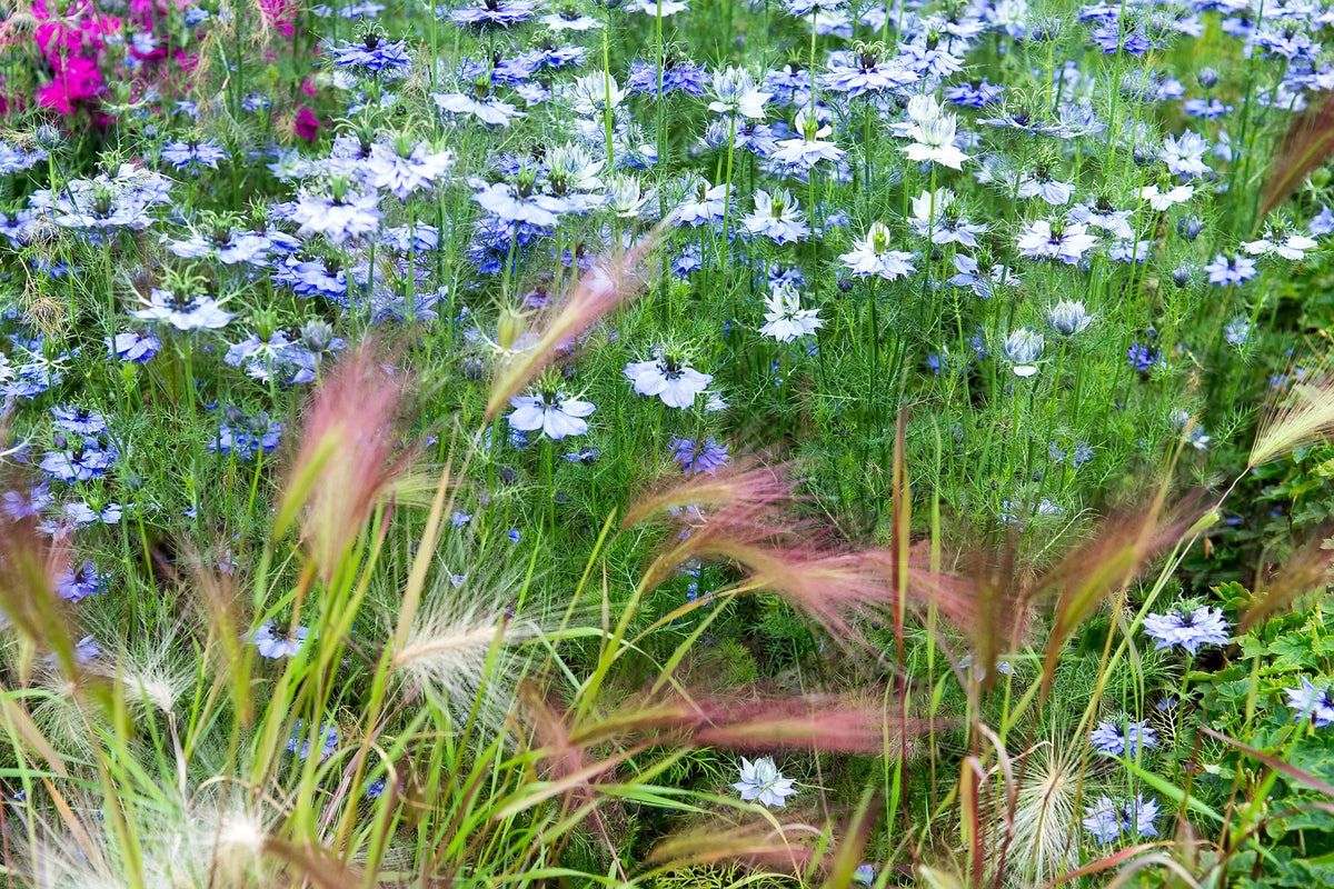 400 Blue & White LOVE IN A MIST Nigella Damascena Fennel Flower Seeds
