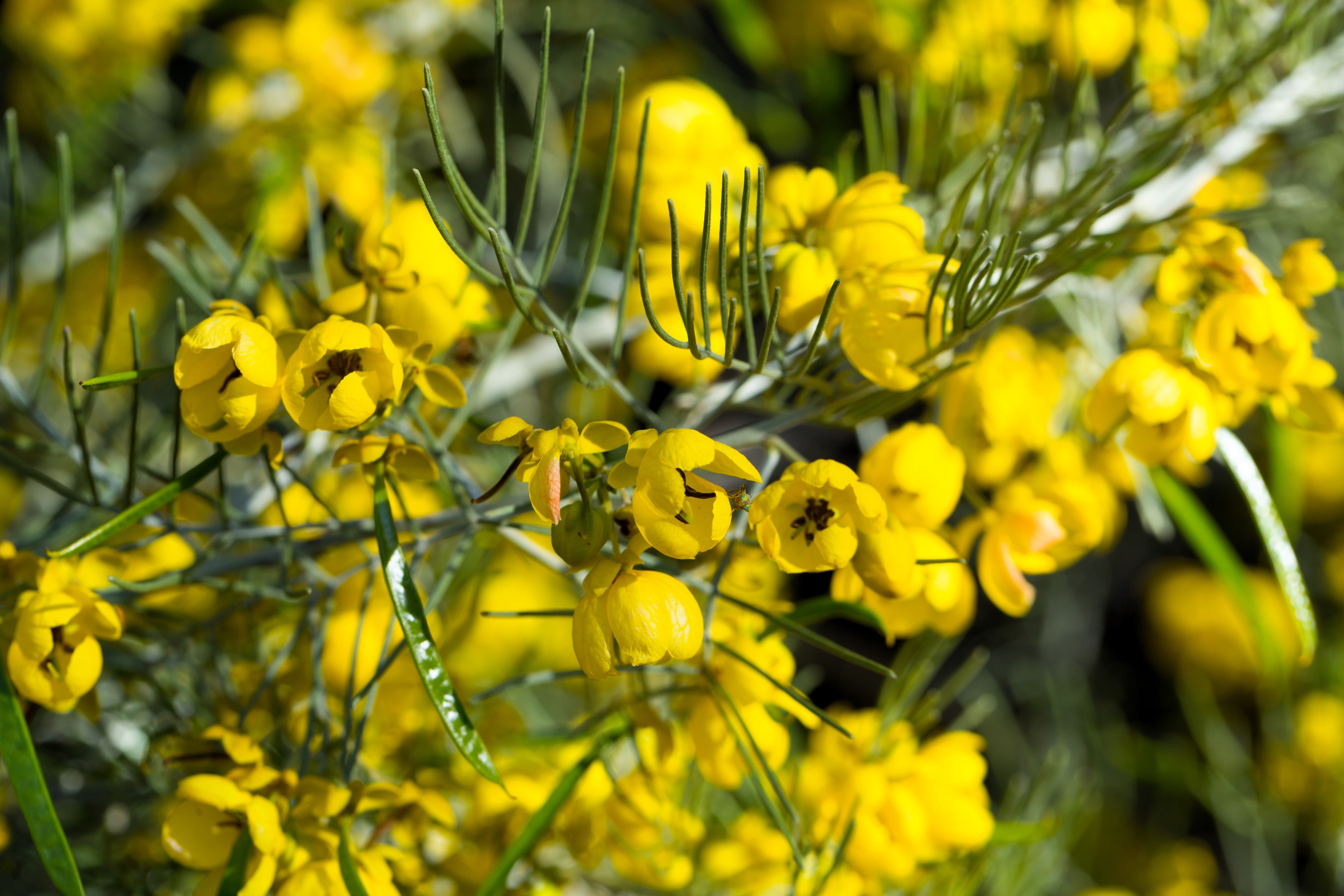 50 Yellow FEATHERY Silver CASSIA Green Senna Artemisioides Seeds