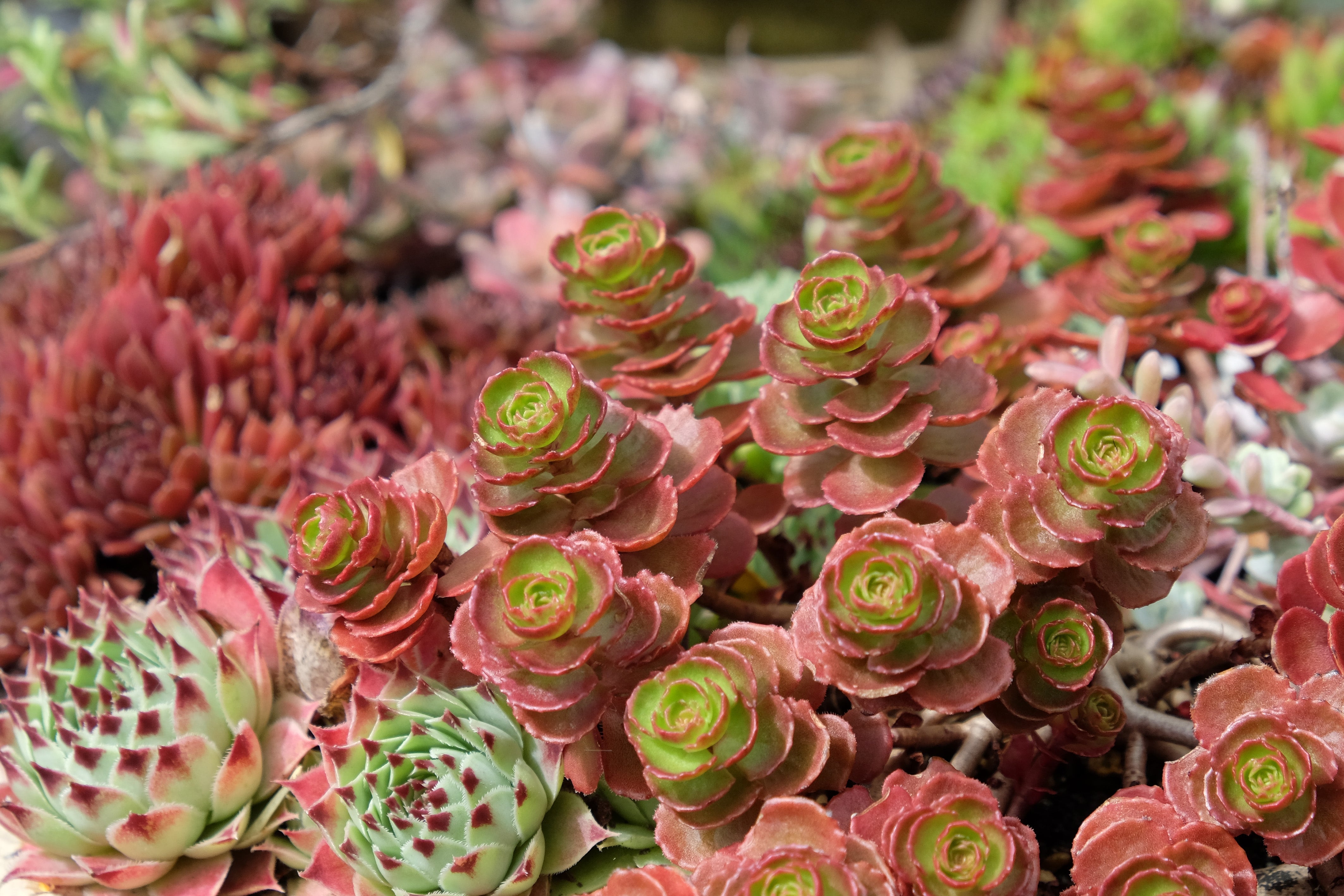 150 MIXED SEDUM Stonecrop Succulent Groundcover Red White Yellow Pink Purple Flower Seeds