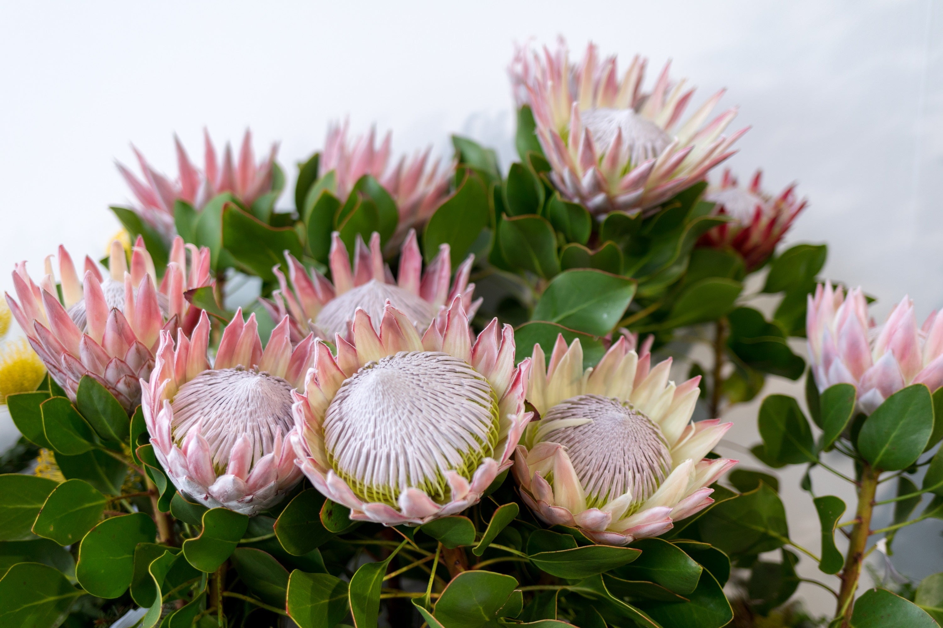 5 Giant KING PROTEA Cynaroides Sugarbush Rare 12" Flower Seeds