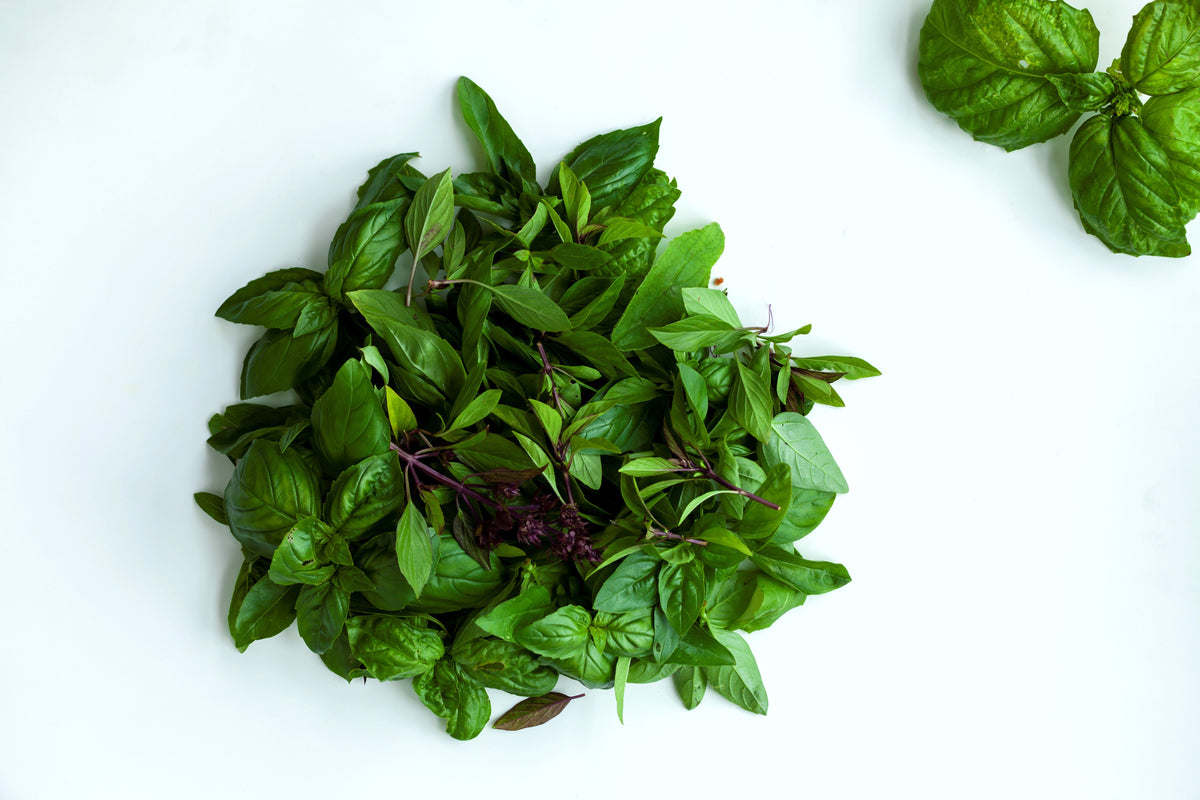 250 SIAM QUEEN Thai BASIL Ocimum Thyrsiflora Herb Flower Seeds