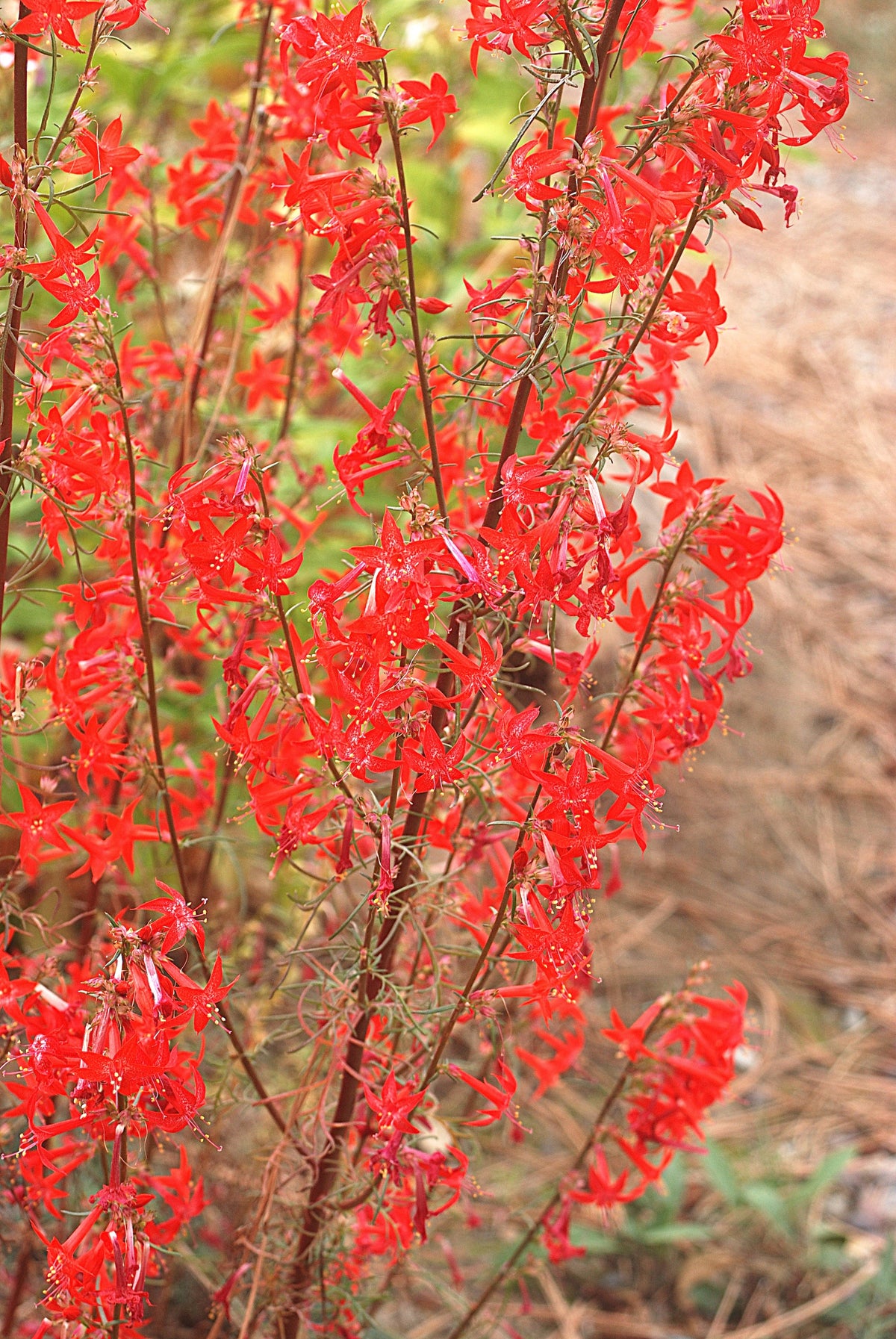 200 STANDING CYPRESS (Scarlet Gilia) Ipomopsis Rubra Flower Seeds
