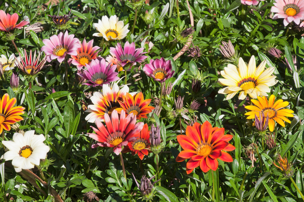 30 Mixed Colors GAZANIA Rigens Treasure Flower Seeds