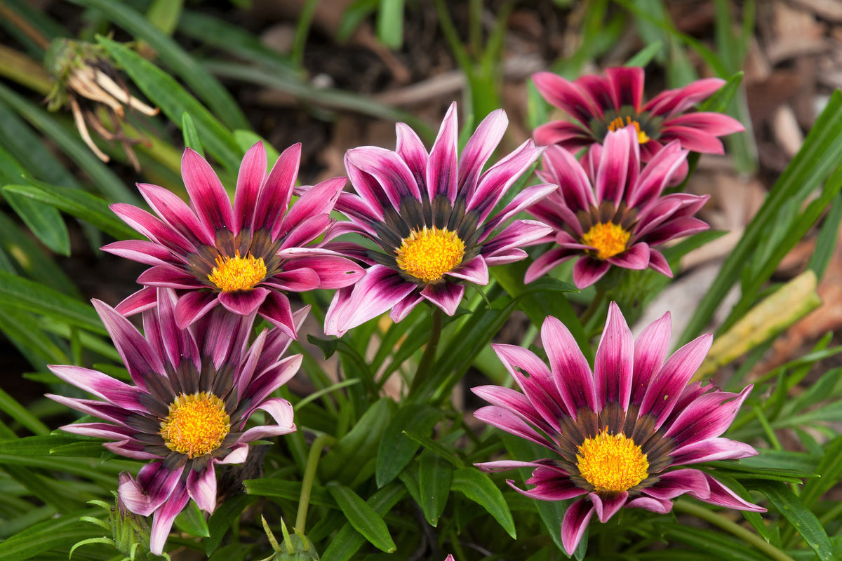 30 Mixed Colors GAZANIA Rigens Treasure Flower Seeds