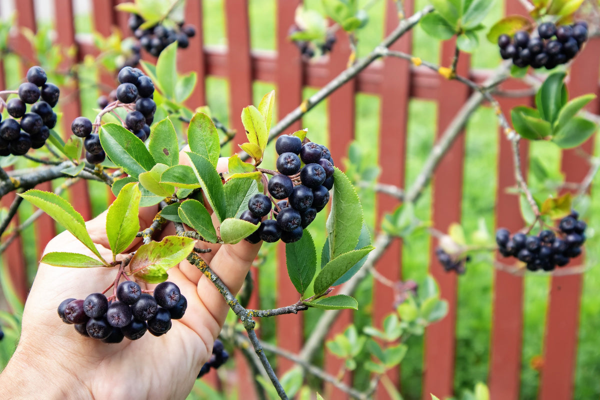 50 BLACK CHOKEBERRY Aronia Melanocarpa White Flower Fruit Shrub Seeds