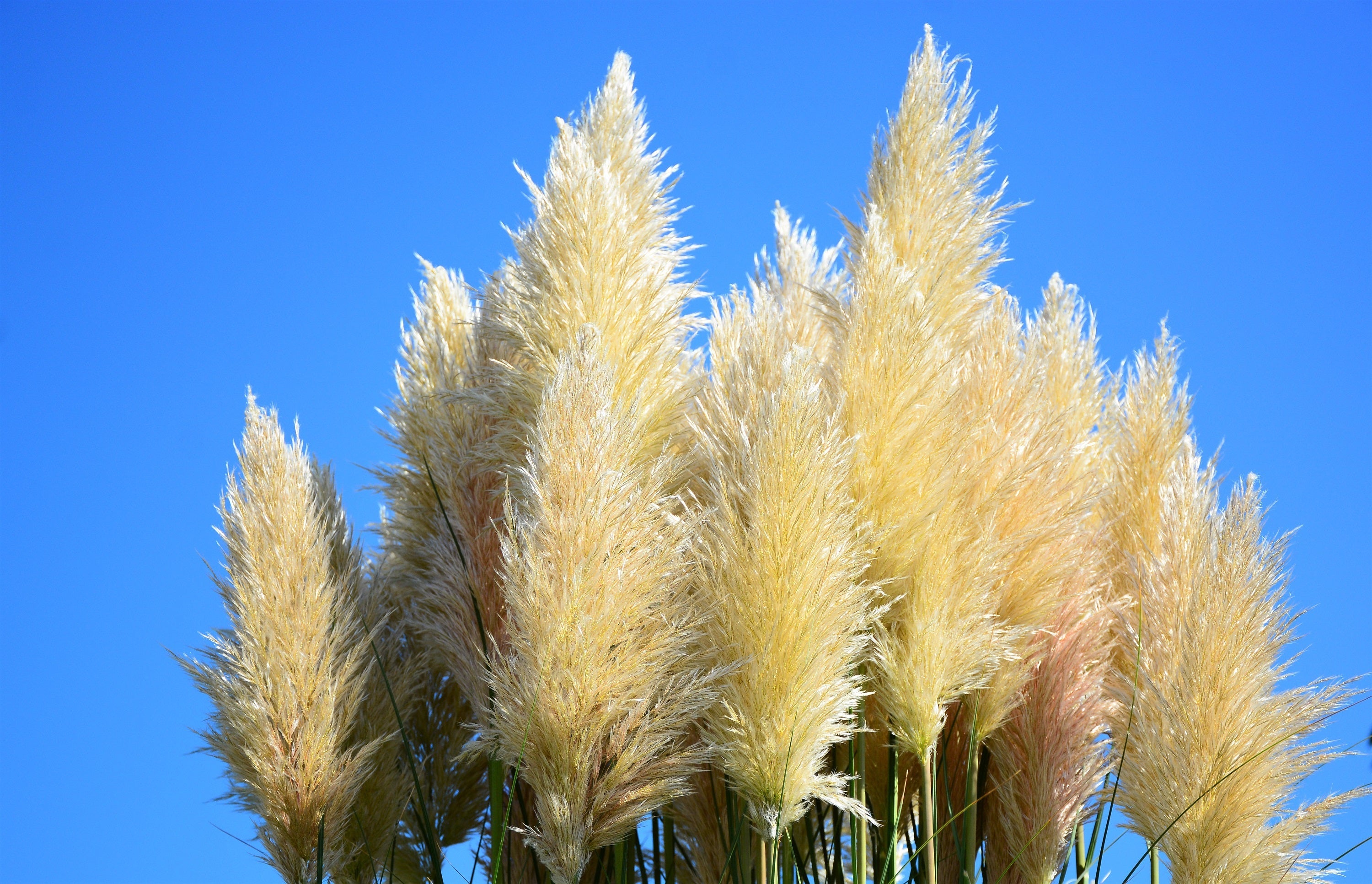 200 WHITE PAMPAS GRASS Cortaderia Selloana Ornamental Flower Seeds