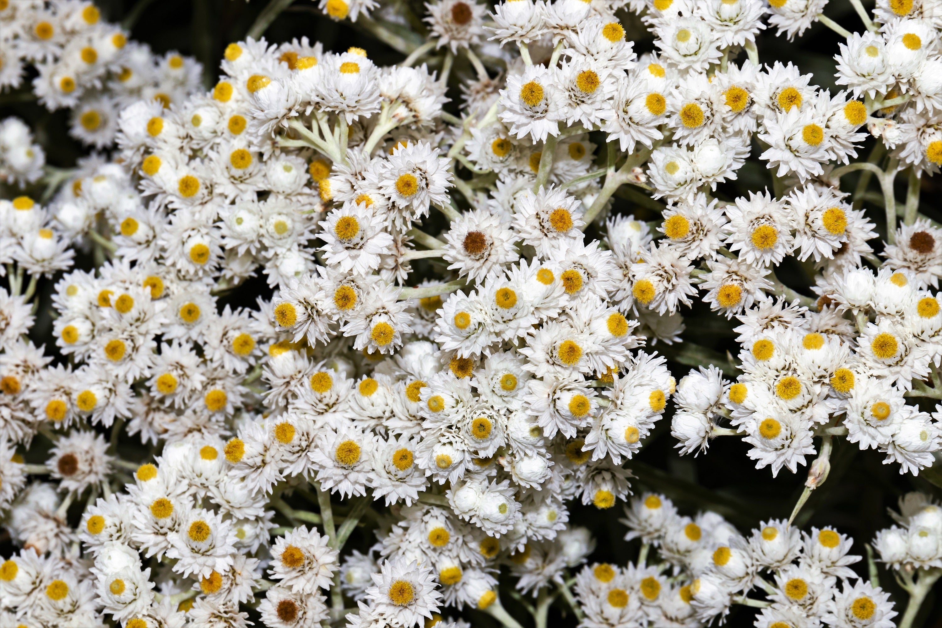 100 PEARLY EVERLASTING Anaphalis Margaritacea Fragrant Butterfly Flower Seeds