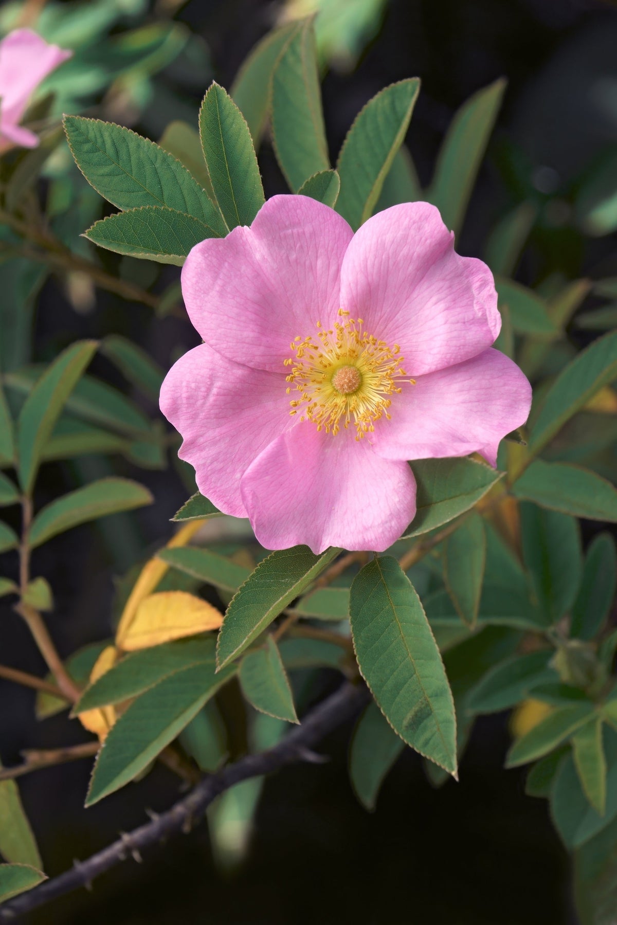 25 PINK SWAMP ROSE Rosa Palustris Flower Shrub Bush ( Average - Wet Soil ) Seeds