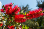 40 CRIMSON BOTTLEBRUSH Callistemon Citrinus Flowering Shrub Bush Small Tree Seeds