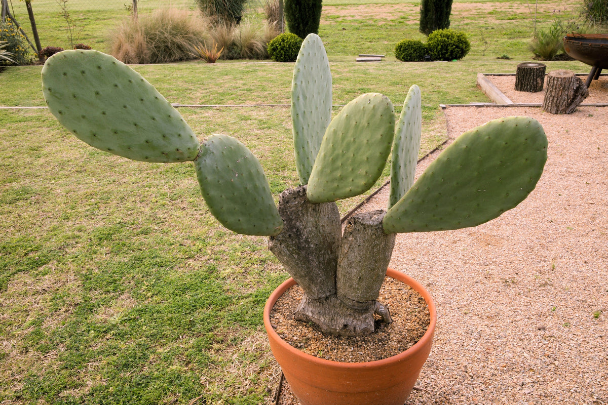 10 Orange PRICKLY PEAR CACTUS Nopal Indian Fig Opuntia Ficus-Indica Fruit Flower Seeds