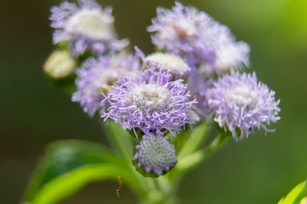 100 PURPLE MISTFLOWER (Hardy or Wild Ageratum) Eupatorium Coelestinum Blue Flower Seeds