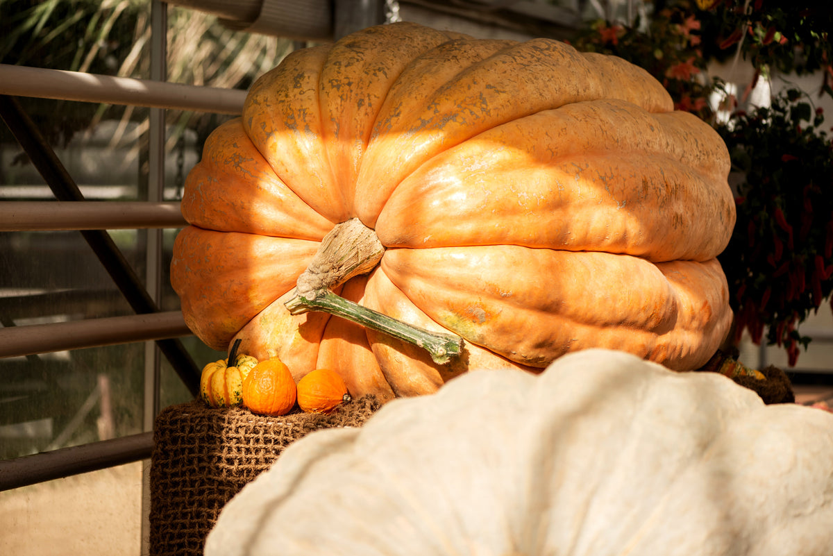 10 Dill's ATLANTIC GIANT PUMPKIN Up to 2000 lb Cucurbita Vegetable Seeds