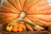 10 Dill's ATLANTIC GIANT PUMPKIN Up to 2000 lb Cucurbita Vegetable Seeds