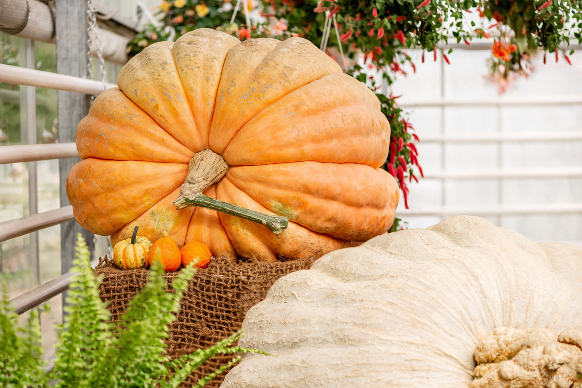 10 Dill's ATLANTIC GIANT PUMPKIN Up to 2000 lb Cucurbita Vegetable Seeds