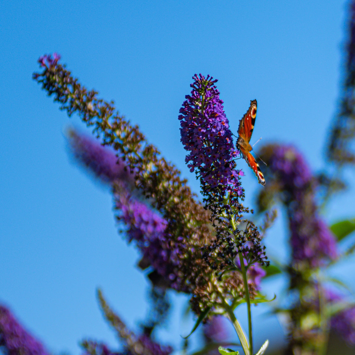 50 Dark PURPLE BUTTERFLY BUSH Buddleja Davidii Hummingbird Shrub Fragrant Flower Seeds