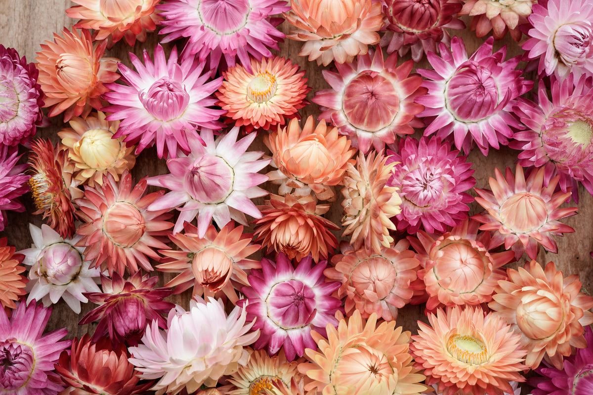 100 APRICOT & PEACH STRAWFLOWER Organic Mix Coral Paper Daisy Helichrysum Bracteatum Flower Seeds