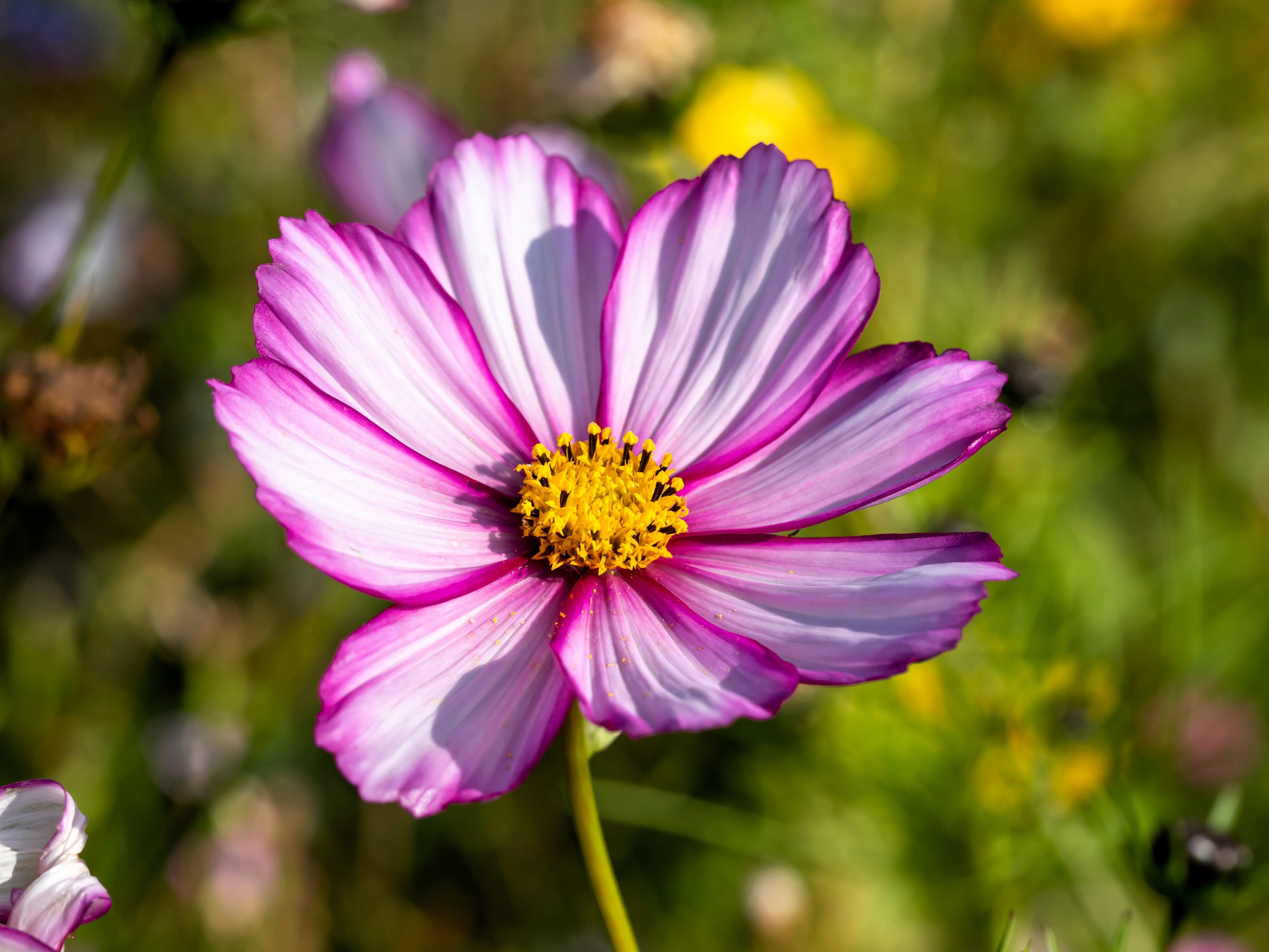 300 CANDY STRIPE COSMOS Bipinnatus Pink White Flower Seeds